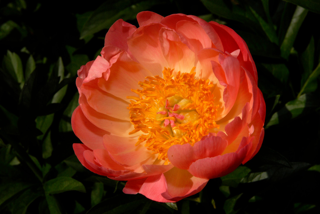 Пионы: выбираем подходящий сорт, высаживаем в грунт