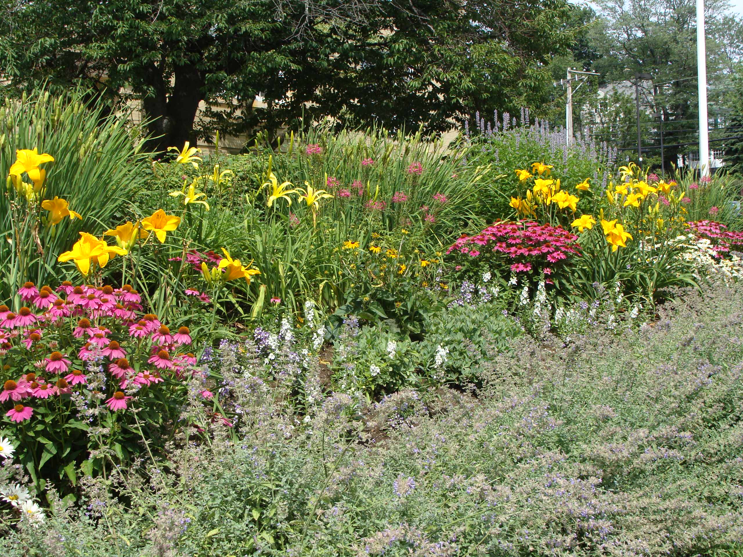 Сад для ленивых: Многолетники, легкие в уходе