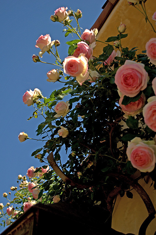 Работа над ошибками: Что пошло не так с розами