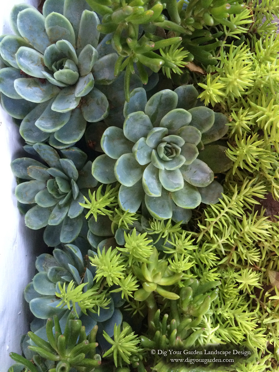 Солнцелюбивые растения для сада: 11 сценариев посадки