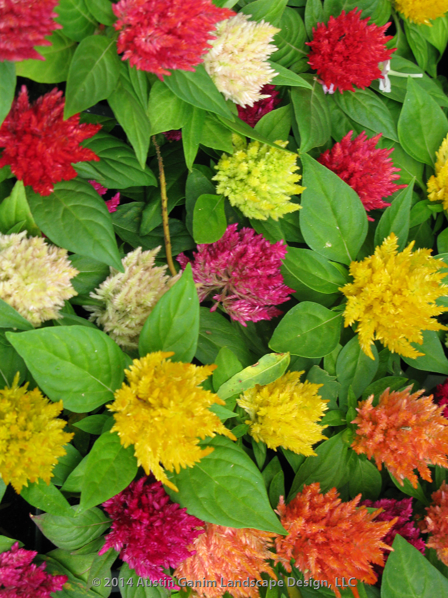 Что посадить: Сухоцветы для букетов и цветника