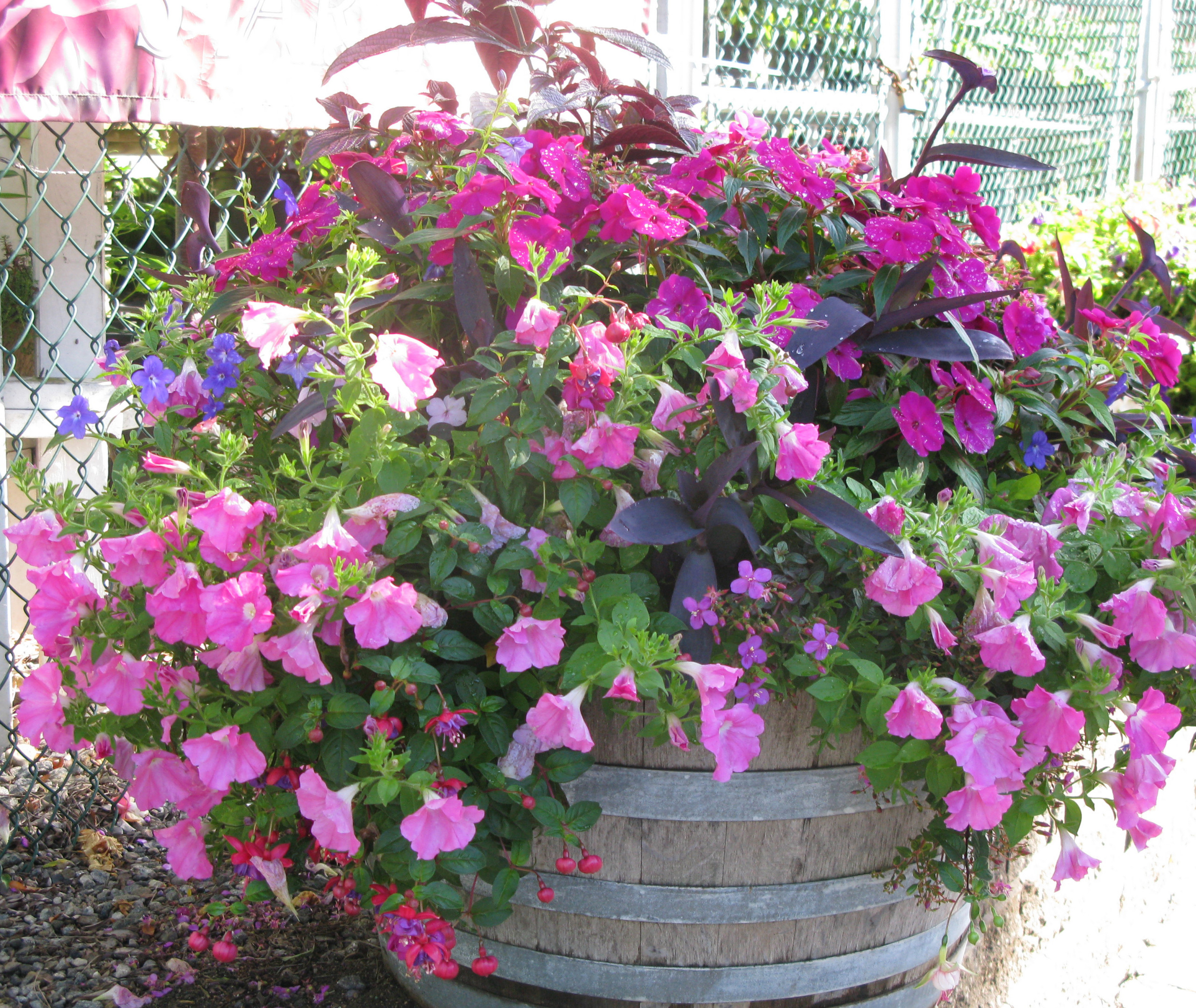 Сад в контейнере: 11 эффектных композиций для вашего балкона