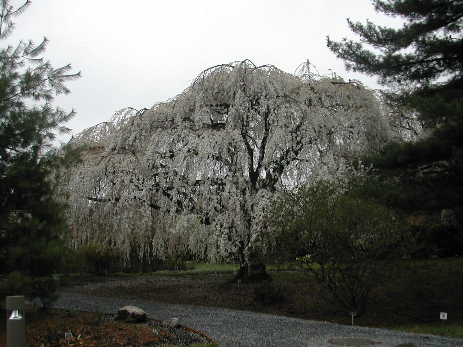 Вишня в цвету: Ханами, или Искусство любования цветением сакуры