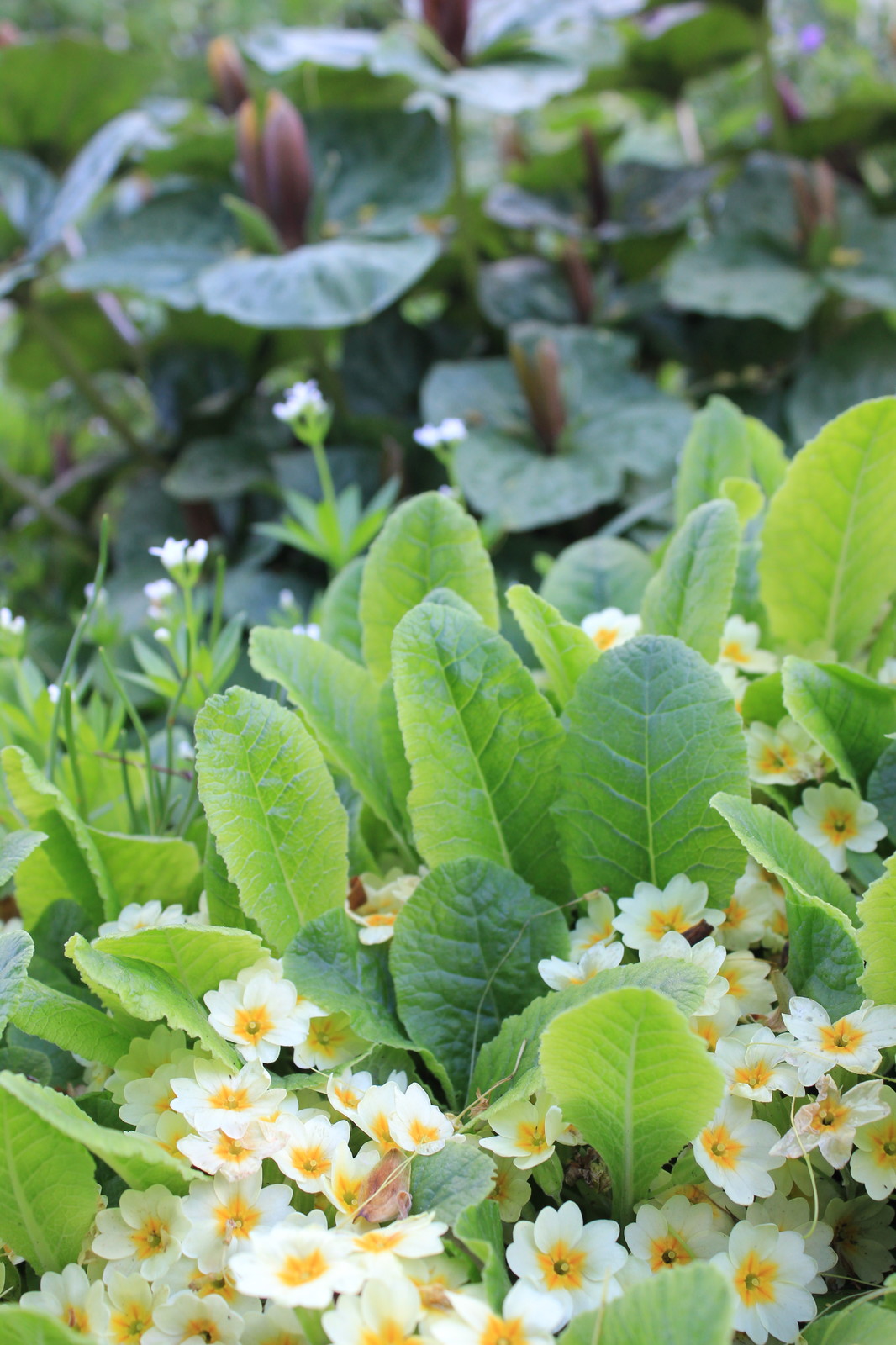 Растение месяца: Примула