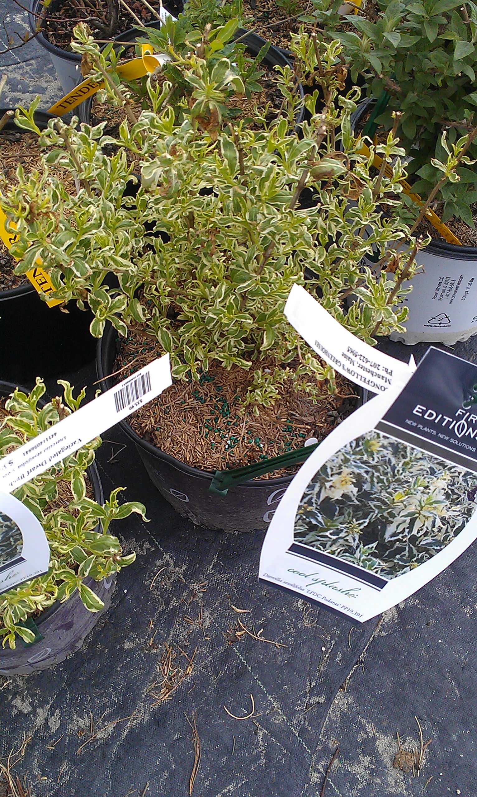 Осенний сад: Критерии выбора посадочного материала