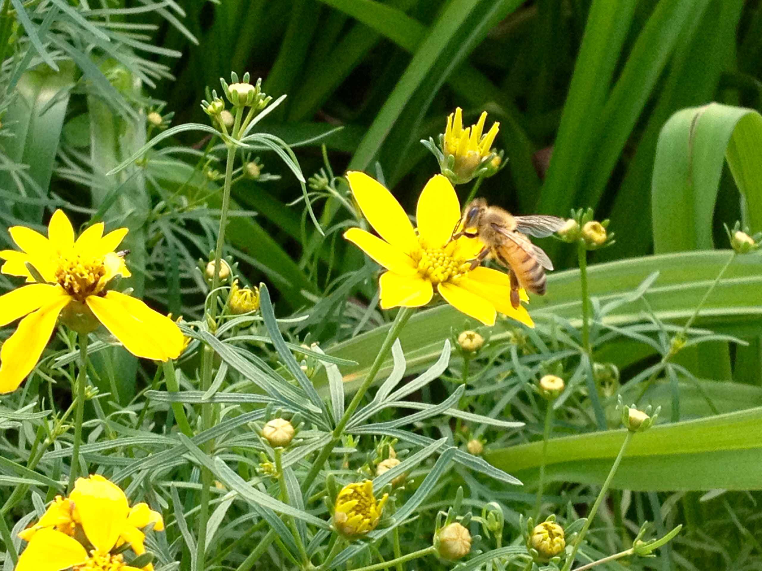 Живой сад: С бабочками, пчелами и жуками — что надо посадить