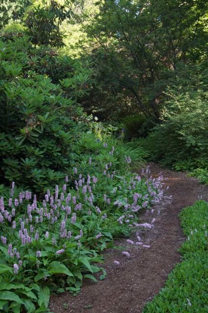 22 красиво цветущих растения для сырых и влажных мест в вашем саду