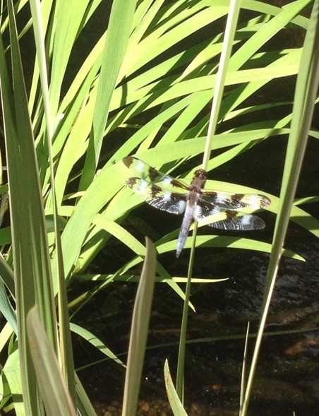 Живой сад: С бабочками, пчелами и жуками — что надо посадить