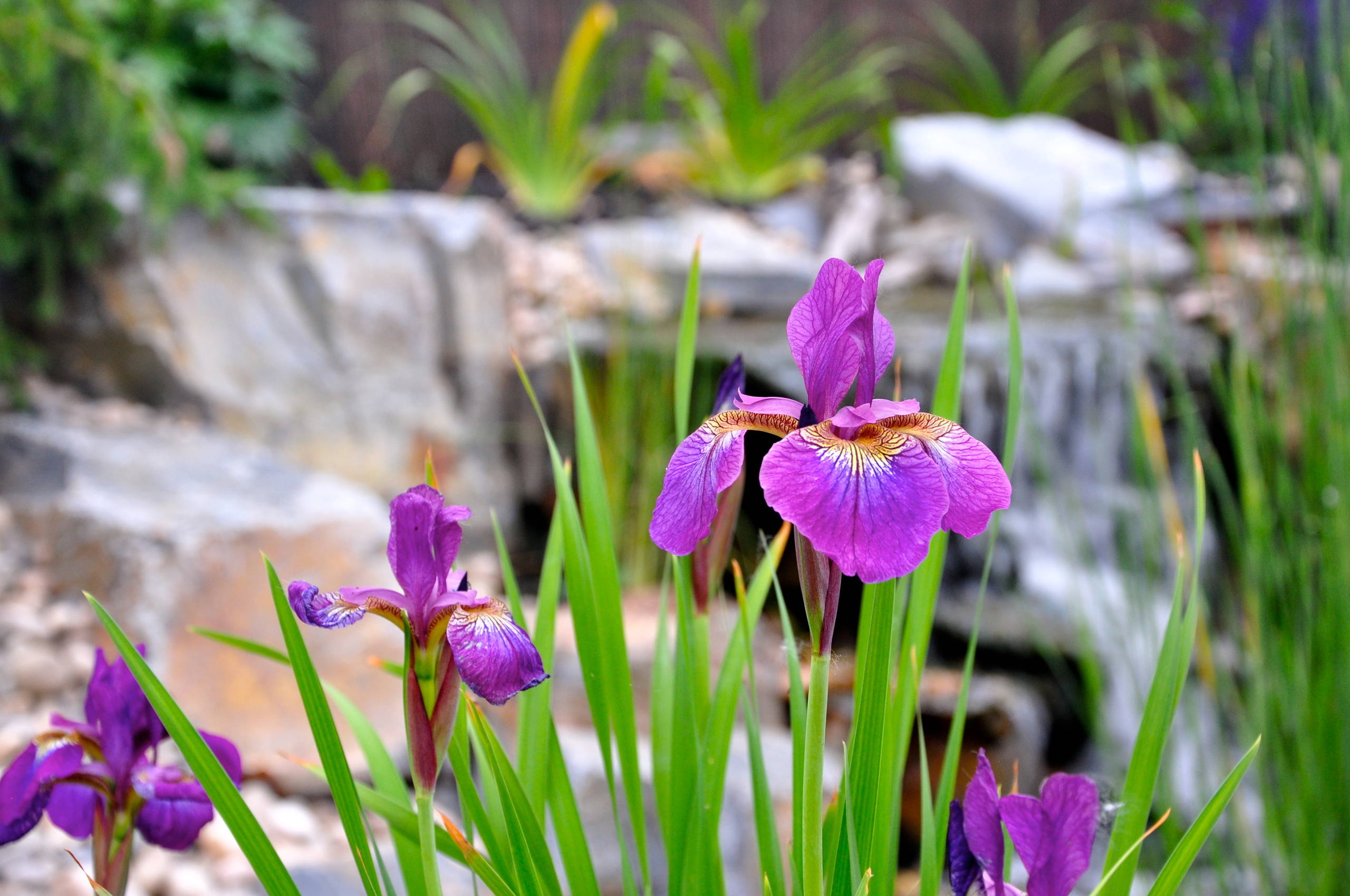 22 красиво цветущих растения для сырых и влажных мест в вашем саду