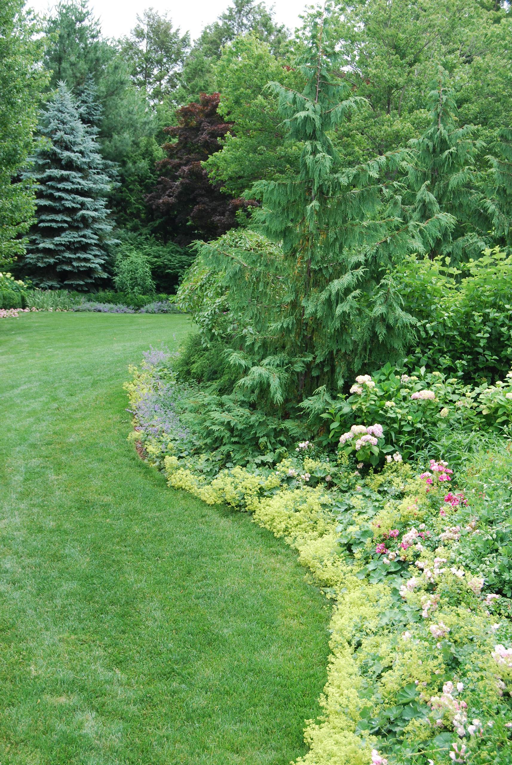 Хвойные растения в саду: Выбор и применение