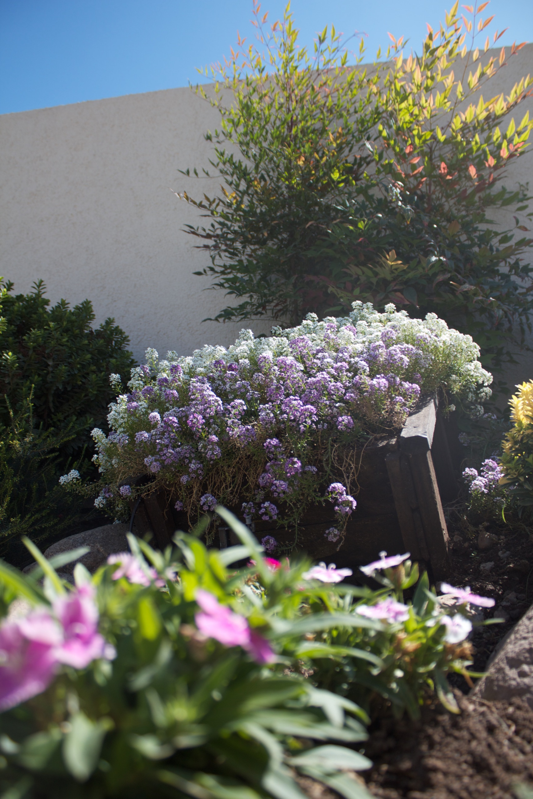 Хороший вопрос: Как создать арома-сад на даче