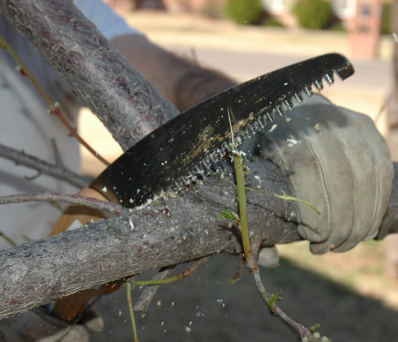 И все-таки уже весна: Календарь садовода на март