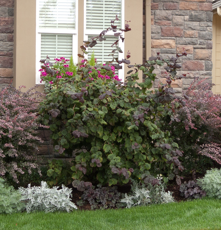 Райские кущи: Золотые правила рассадки кустарников в вашем саду