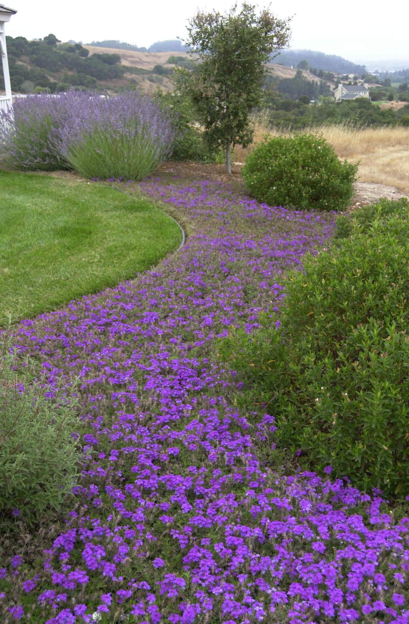 Почвопокровные растения: Зеленый ковер для сада