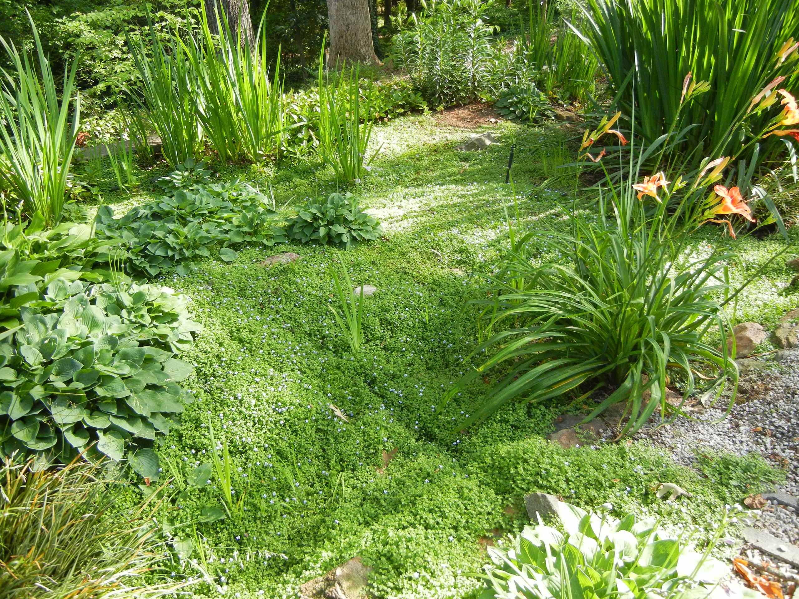 Хороший вопрос: А стоит ли бороться с сорняками на дачном участке