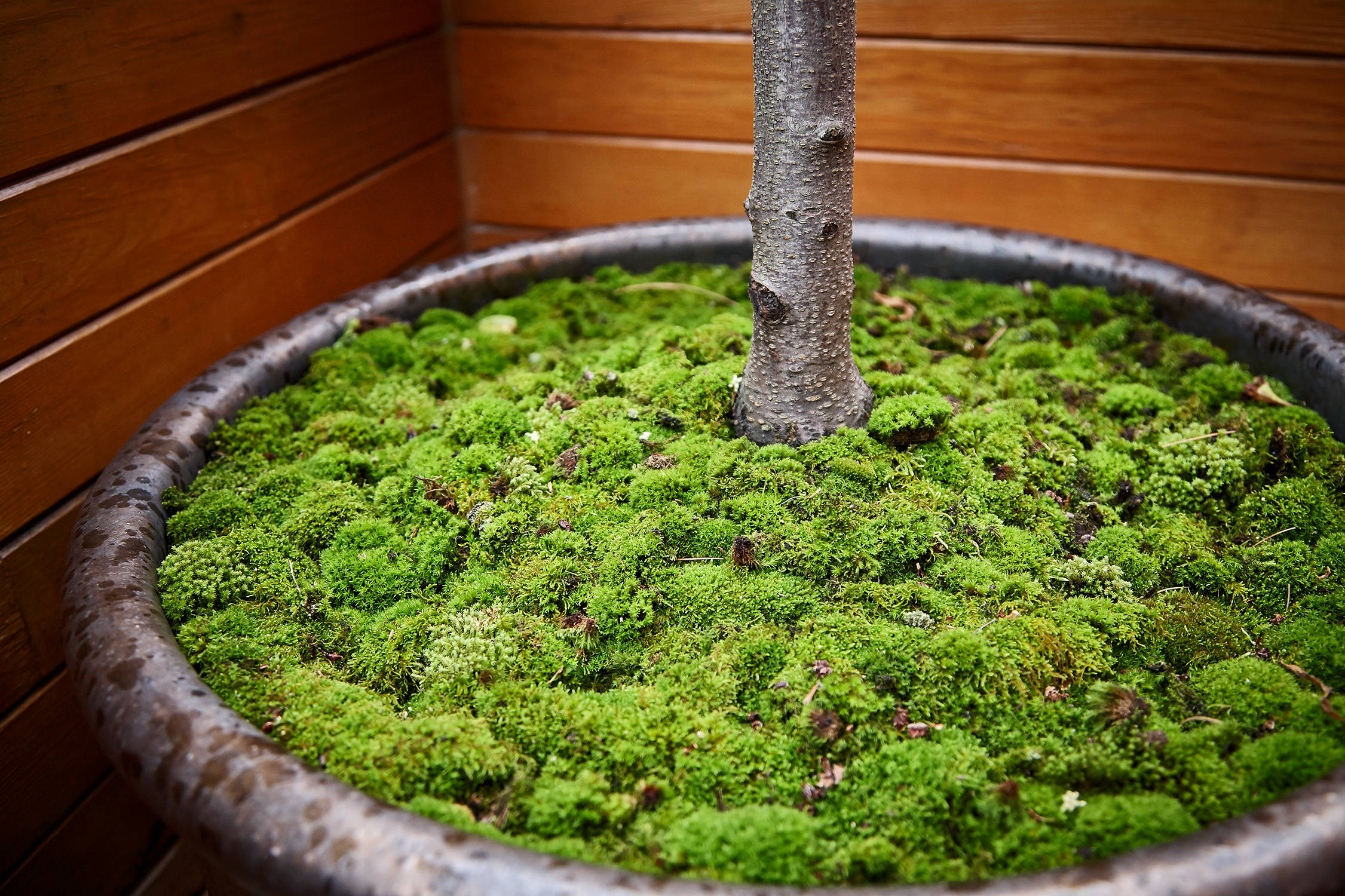 На прививку становись: Зачем и как прививают деревья