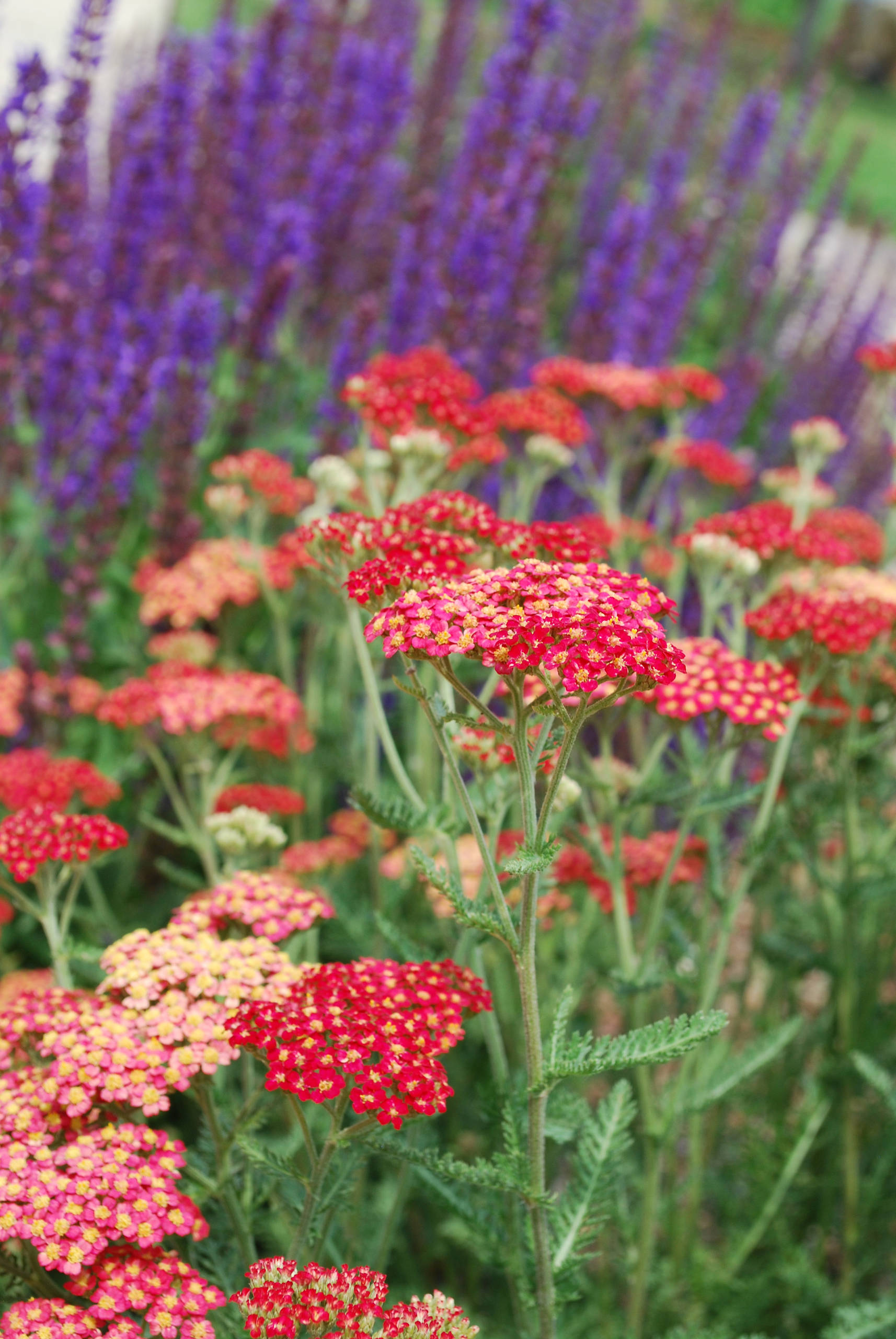 Что посадить: Сухоцветы для букетов и цветника