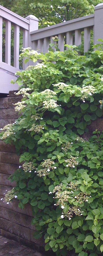 Вопрос: Как правильно выращивать гортензию