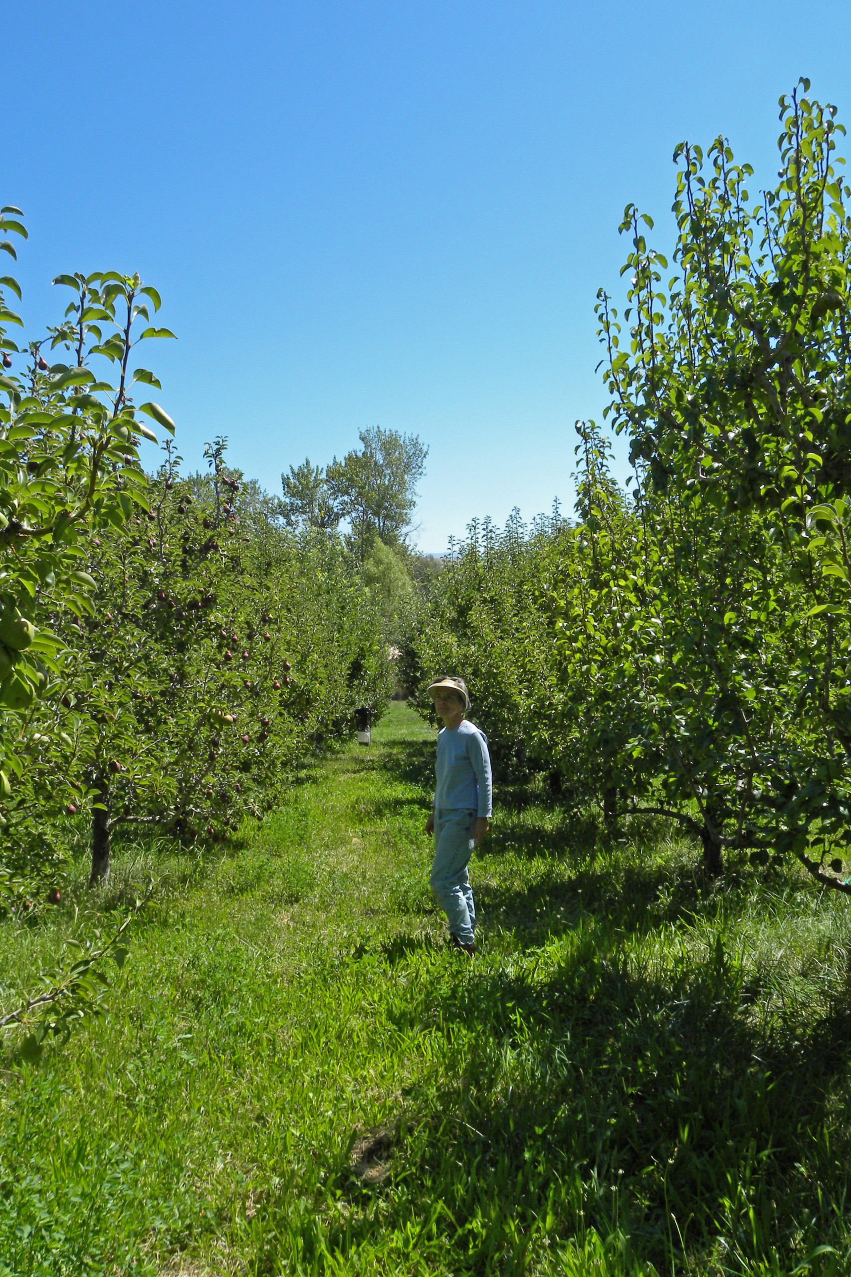 На прививку становись: Зачем и как прививают деревья
