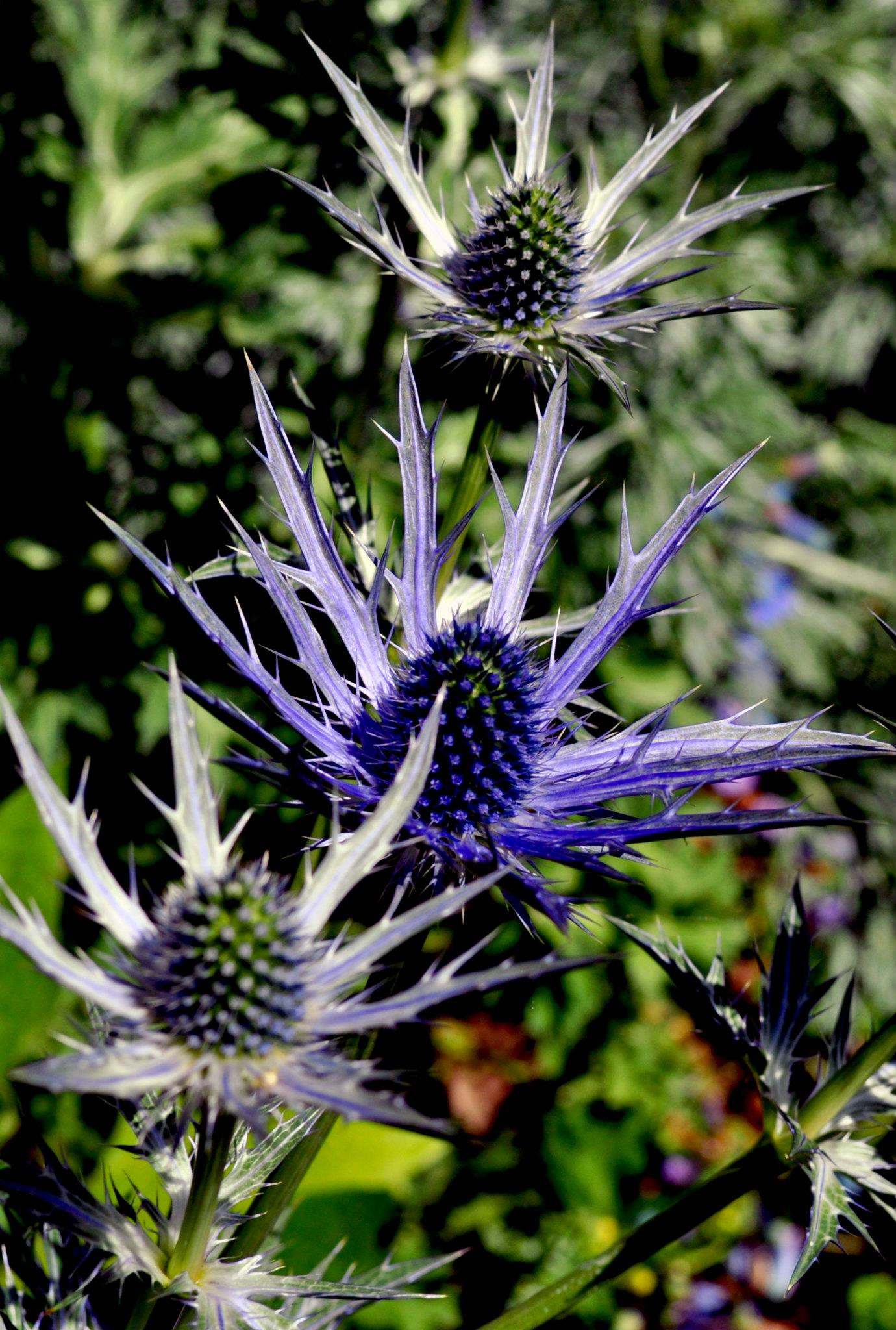 Что посадить: Сухоцветы для букетов и цветника