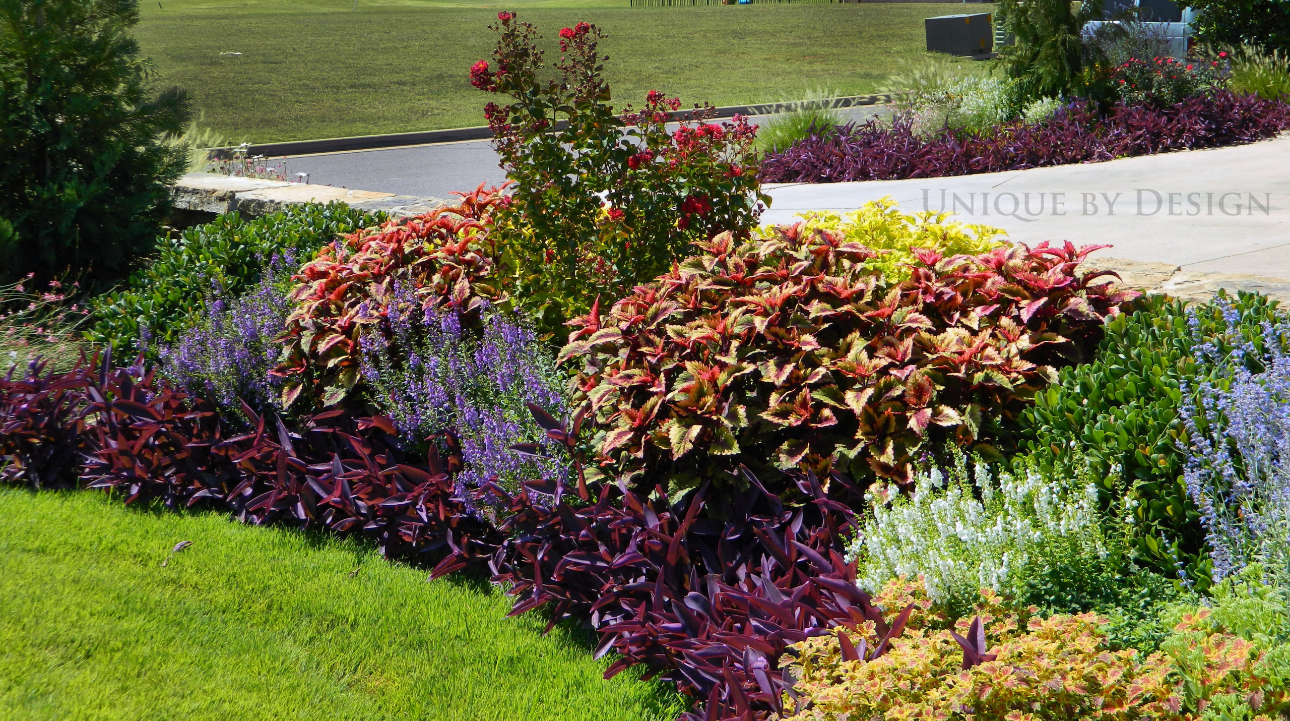 Растения: Выбираем декоративнолистные для сада