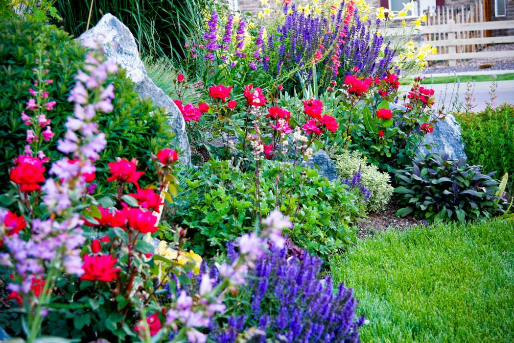 Как правильно: Сочетать растения по цвету на клумбе