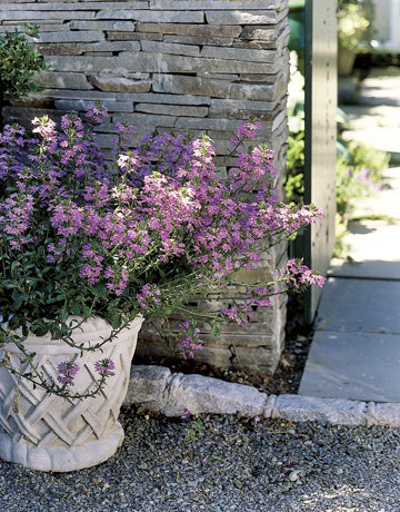 Солнцелюбивые растения для сада: 11 сценариев посадки