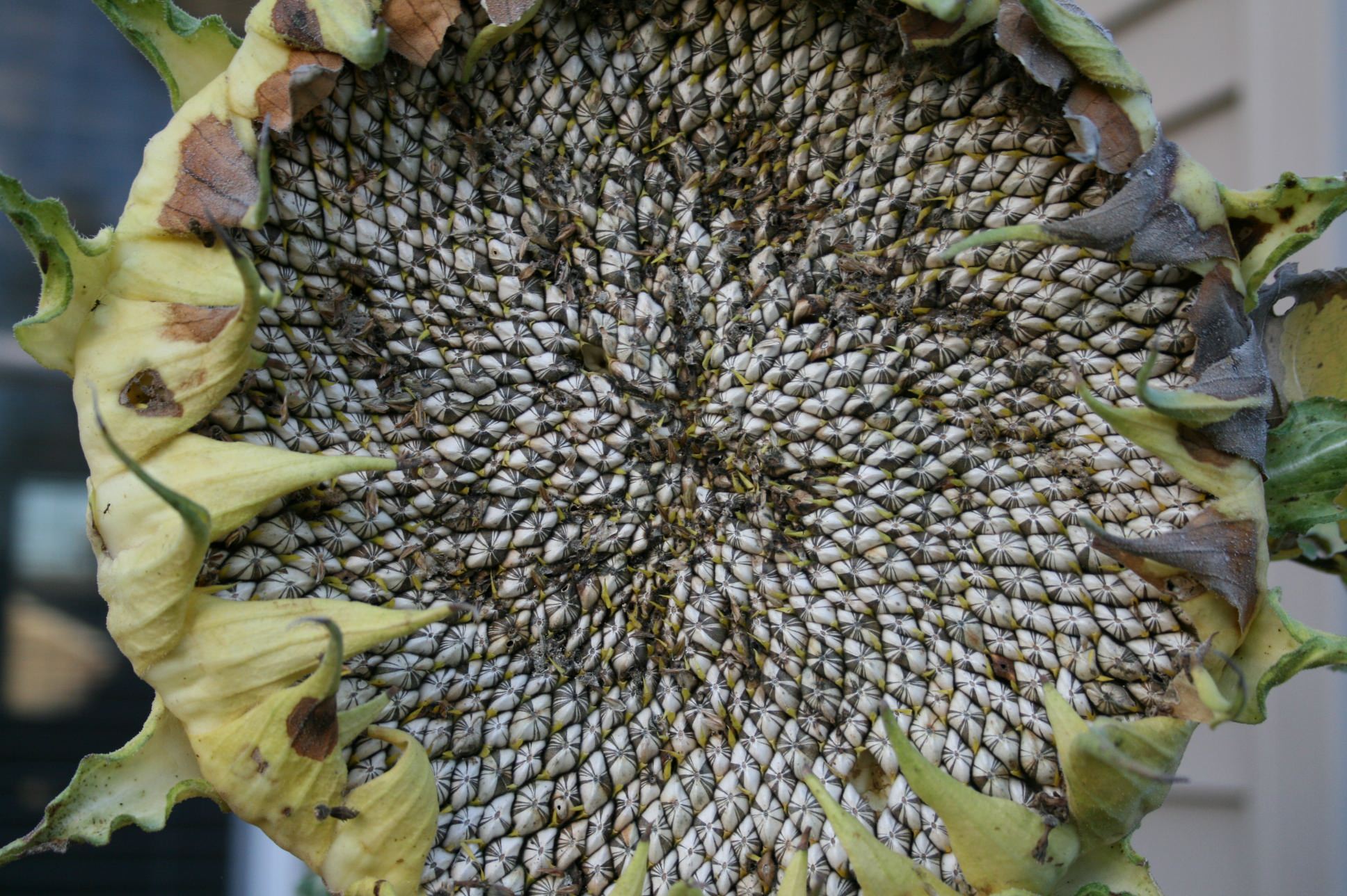 Вопрос: Как сделать свой сад привлекательным для птиц