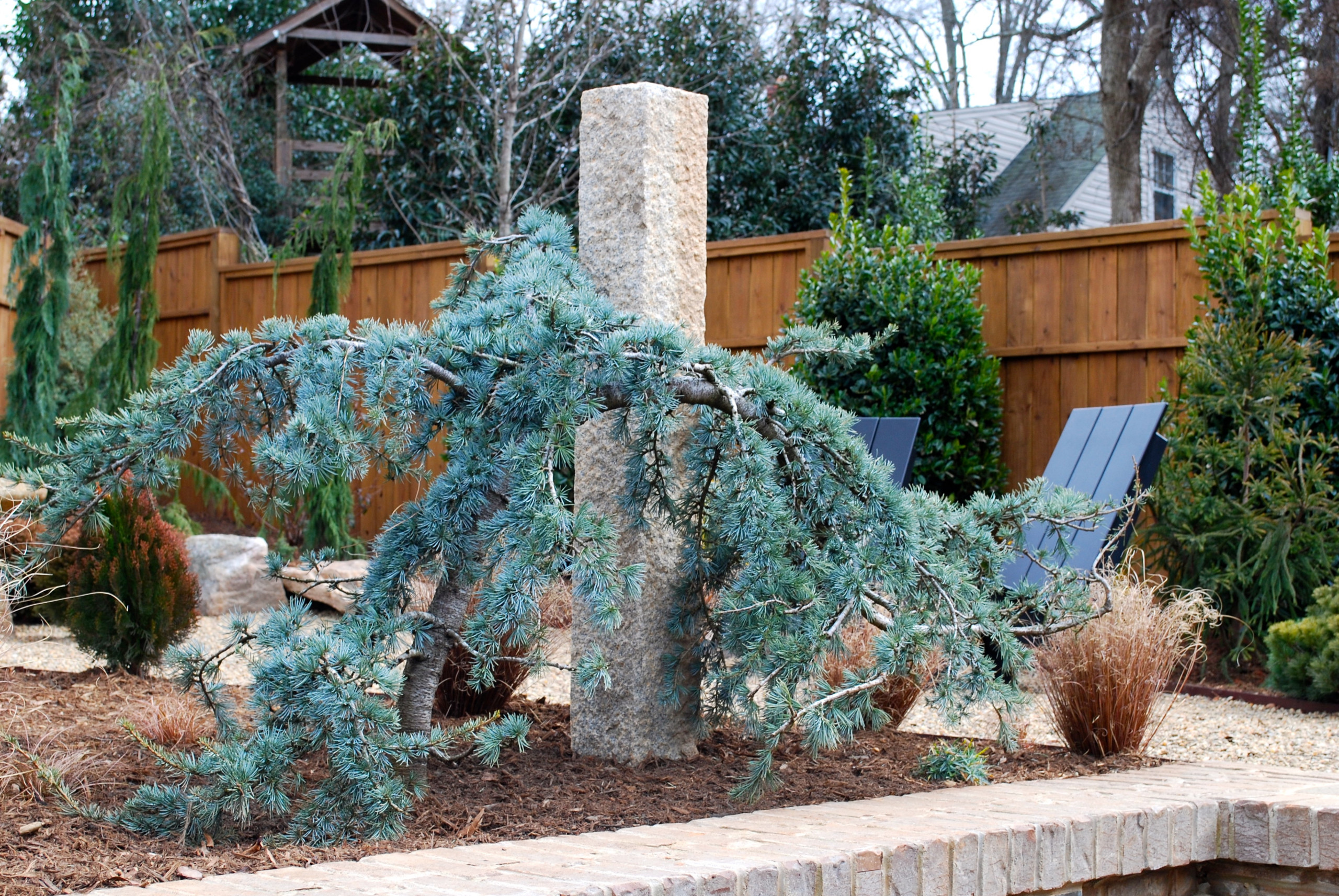 Елка будущего года: Какую выбрать и где посадить