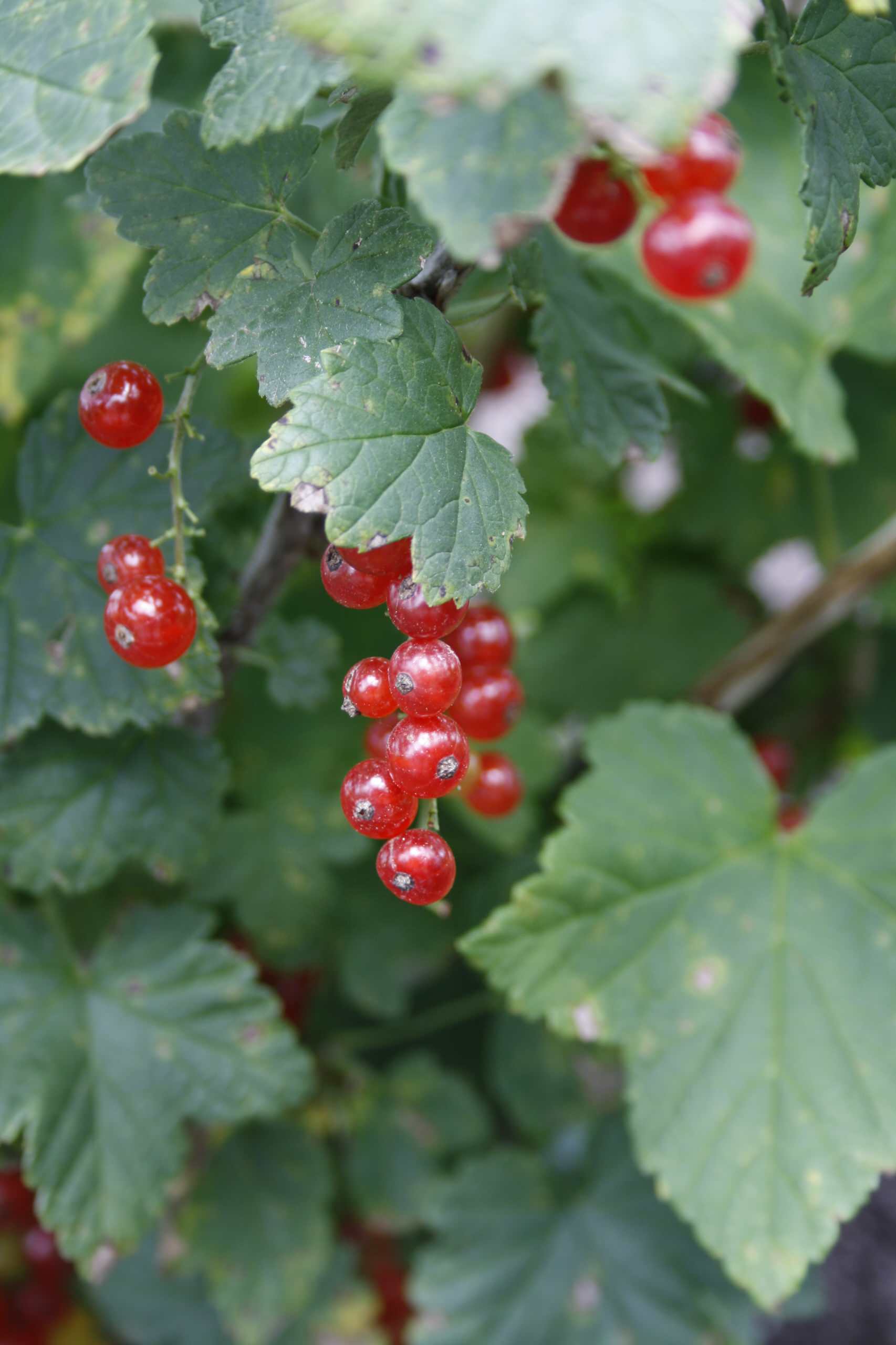 Работа над ошибками: Что пошло не так с плодовыми