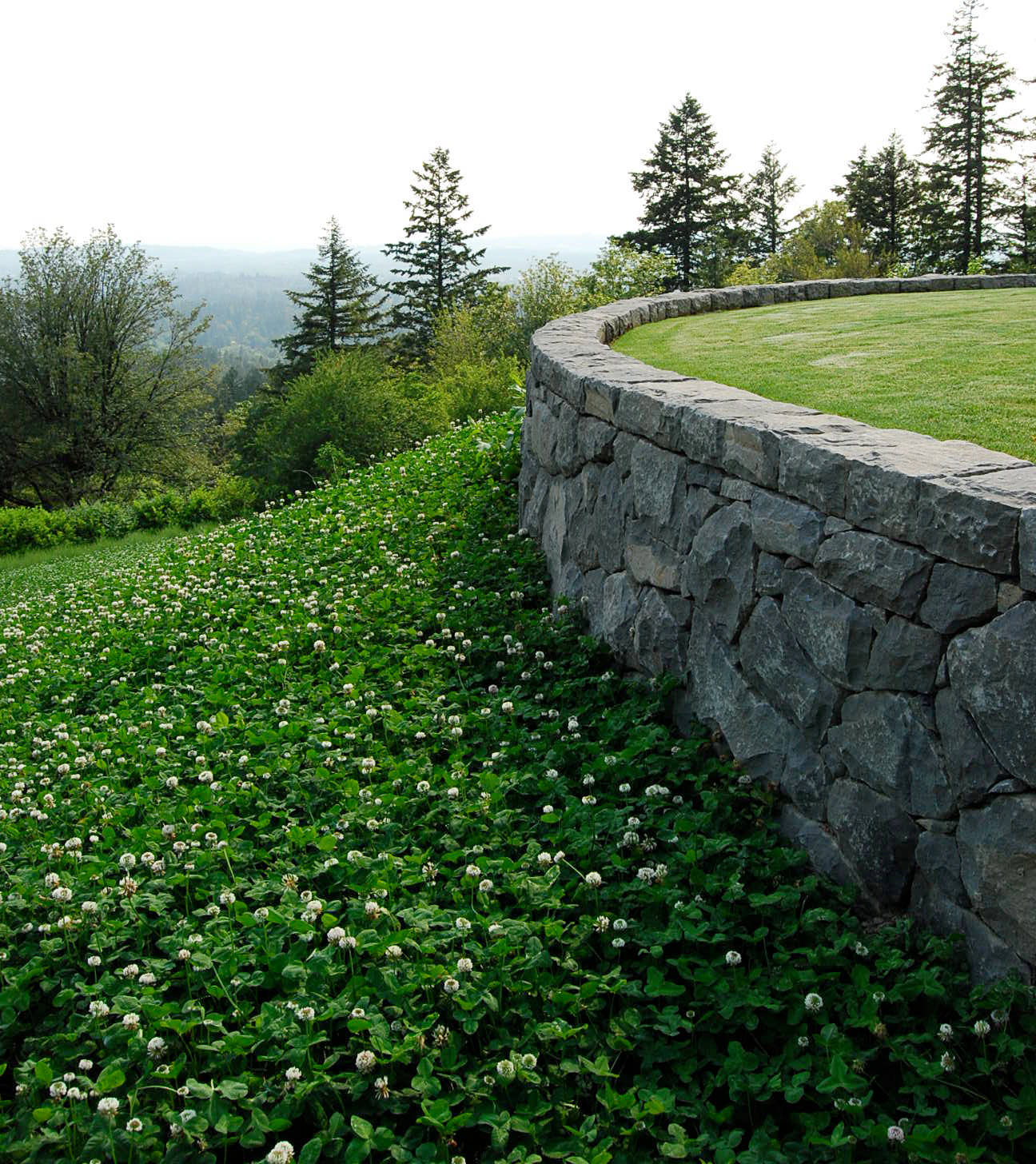 Почвопокровные растения: Зеленый ковер для сада