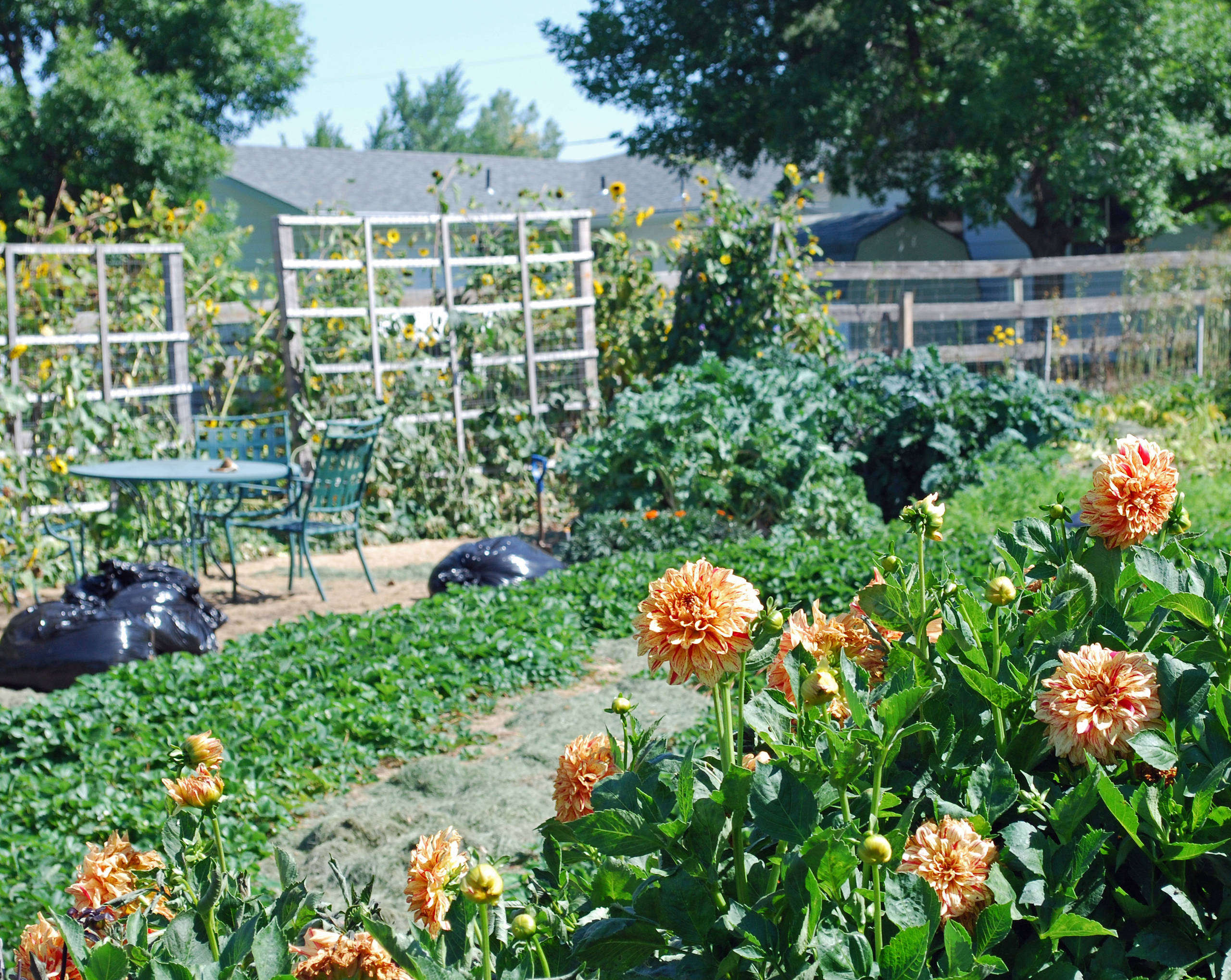 Сидераты: Как улучшить почву без удобрений