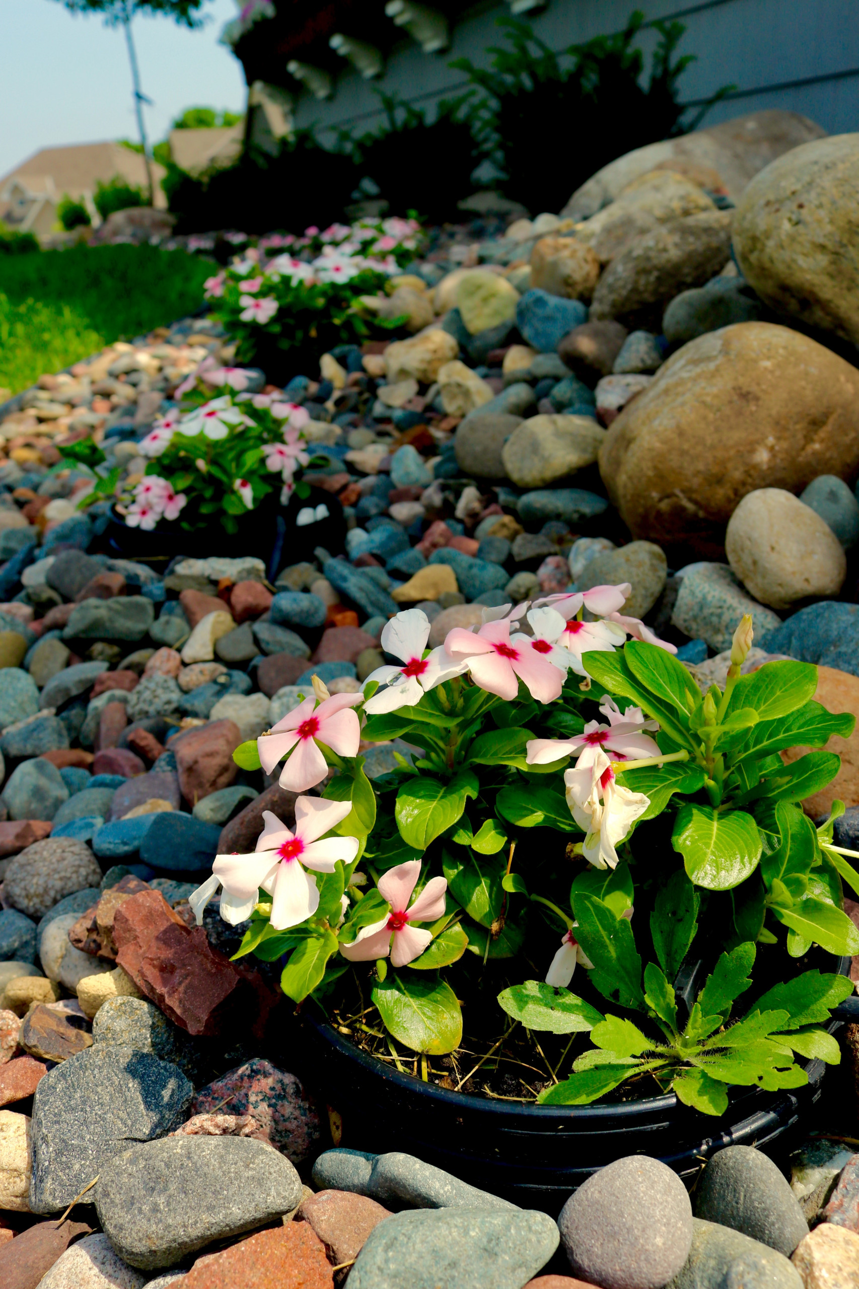 Сад: Методы экспресс-озеленения для нового участка