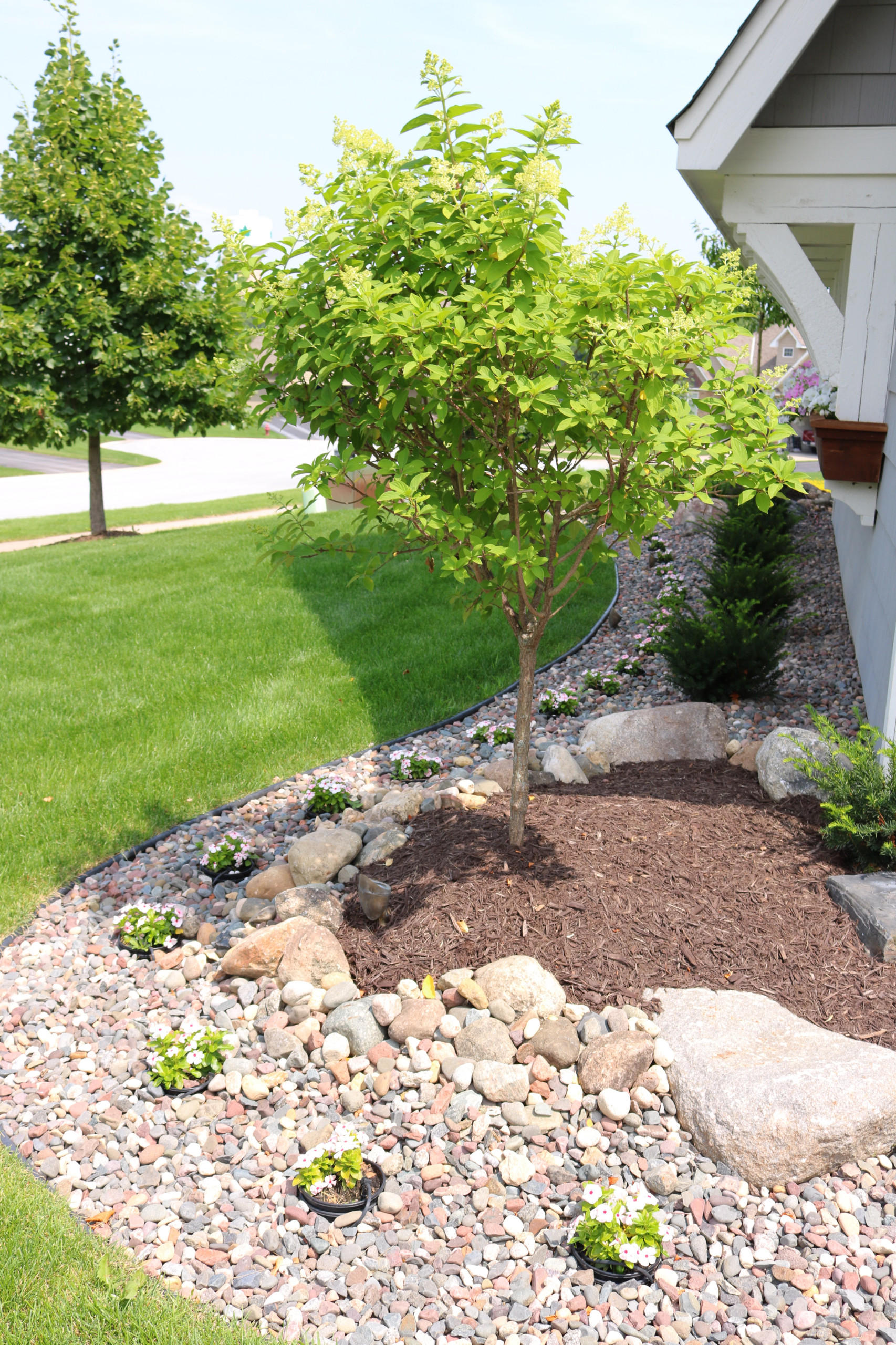 Сад: Методы экспресс-озеленения для нового участка