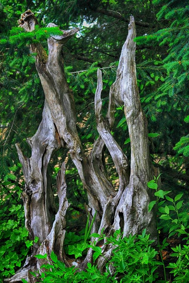 Через пень-колоду: Старые коряги в новых ролях