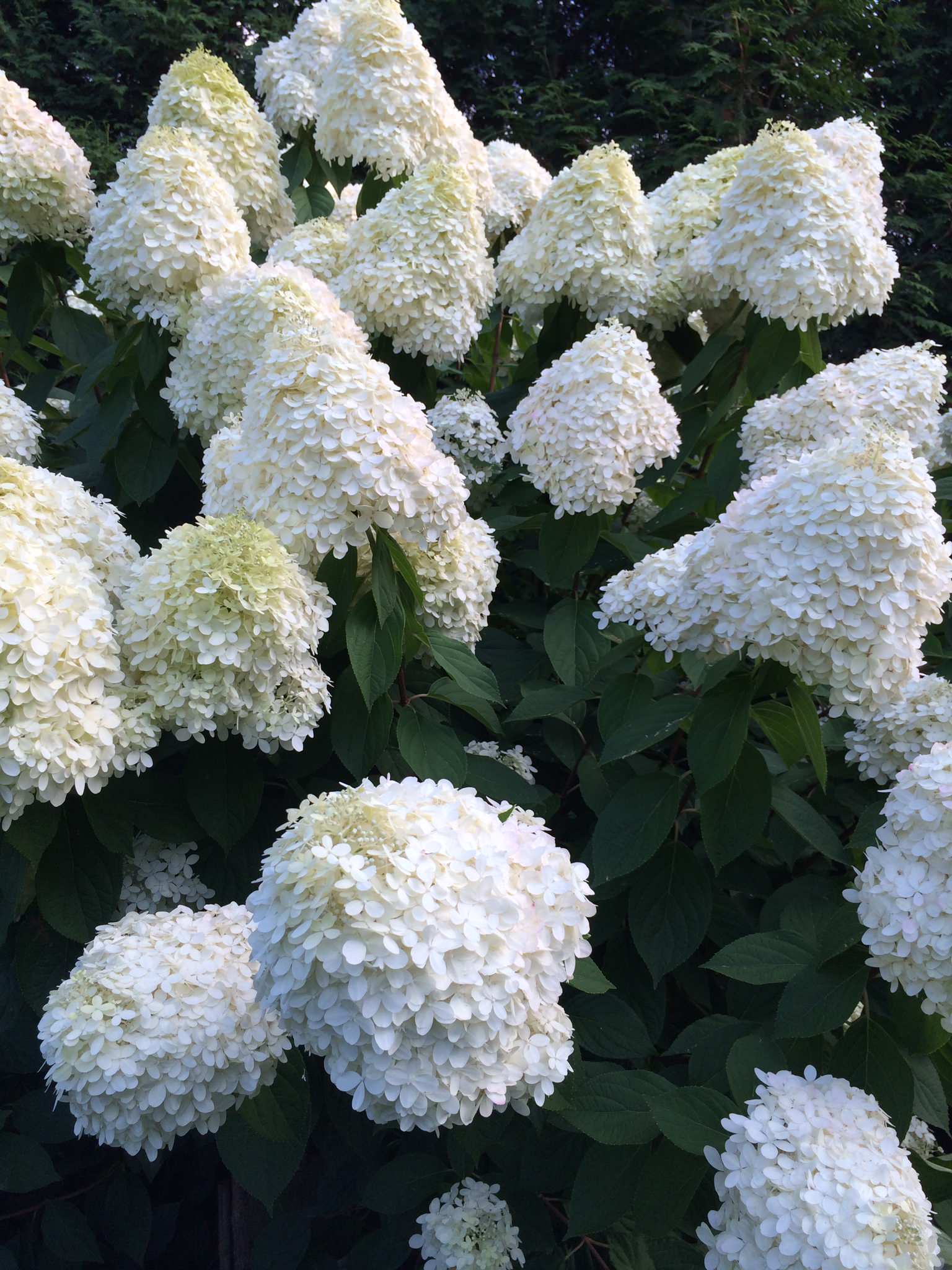 Вопрос: Как правильно выращивать гортензию