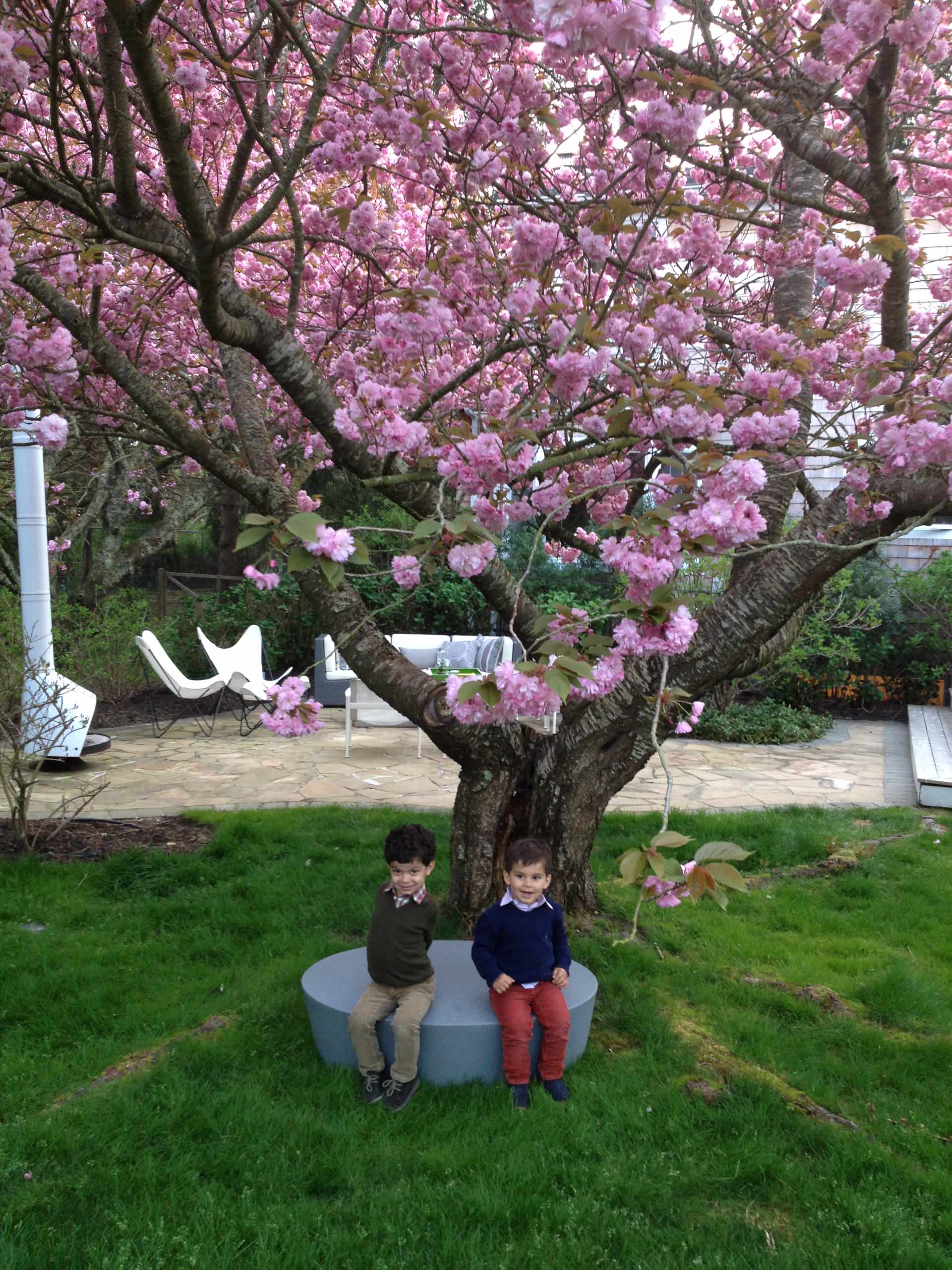 Вишня в цвету: Ханами, или Искусство любования цветением сакуры