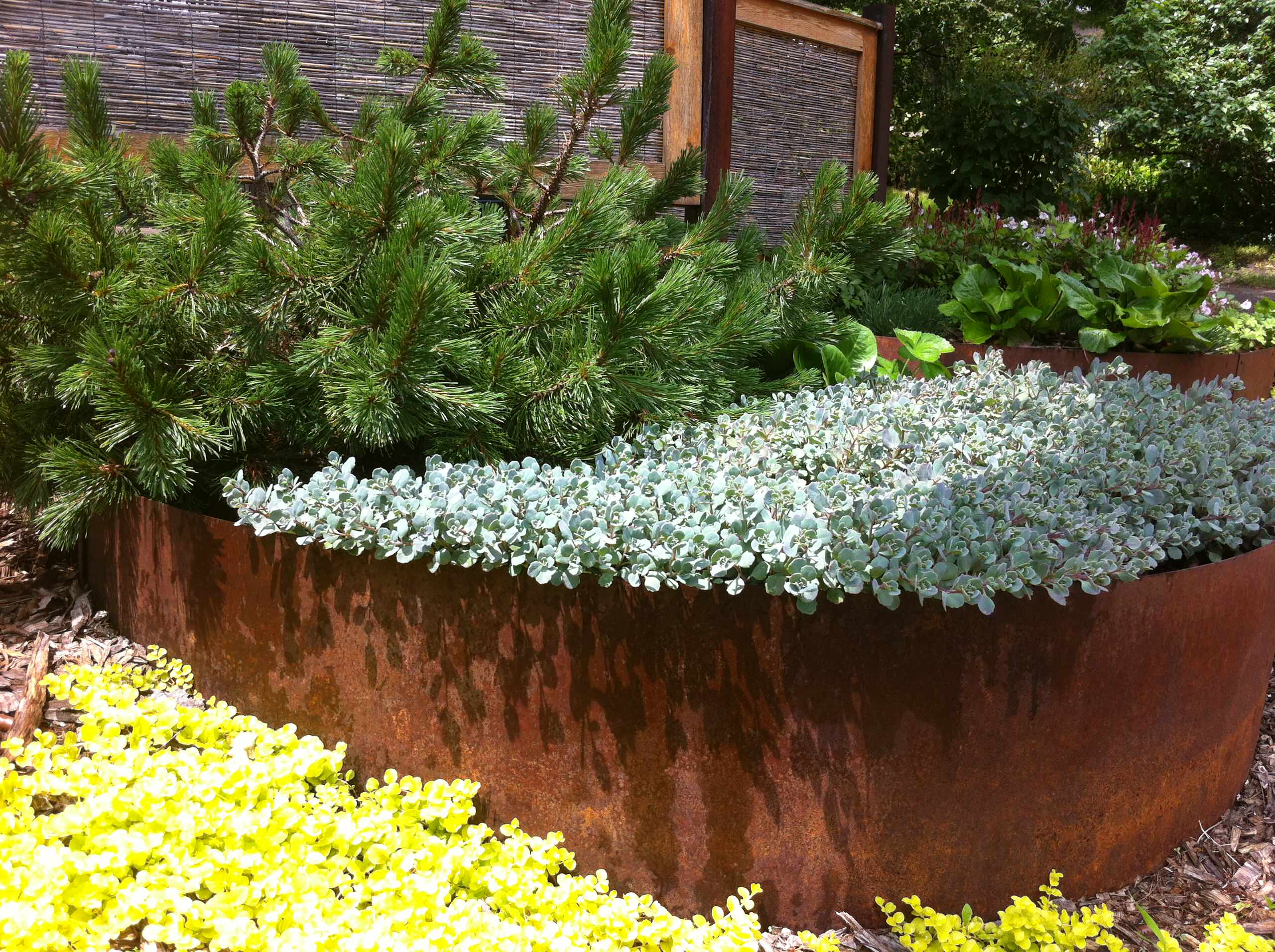 Почвопокровные растения: Зеленый ковер для сада