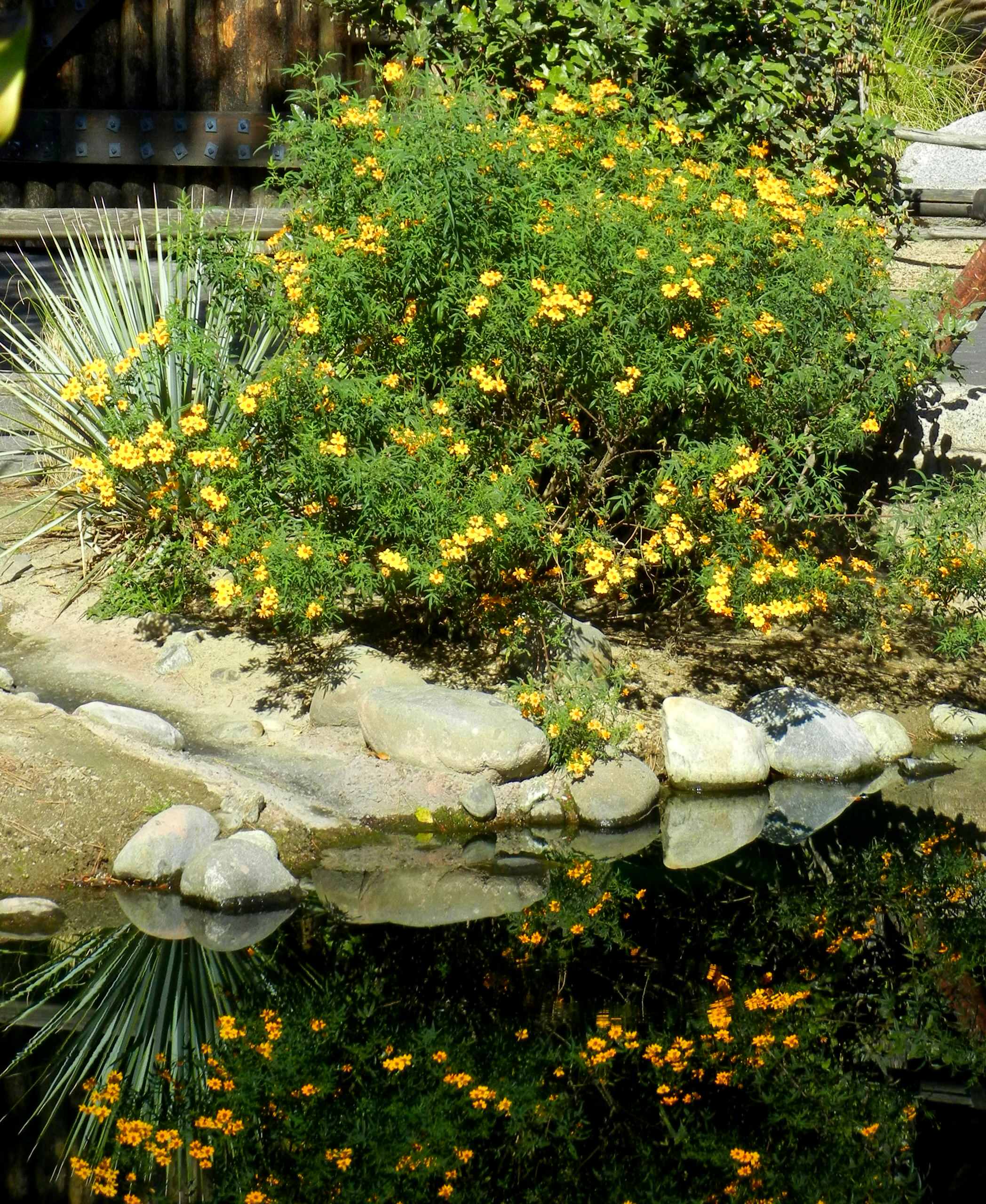 Сад без клумб: Оставляем только деревья и кустарники