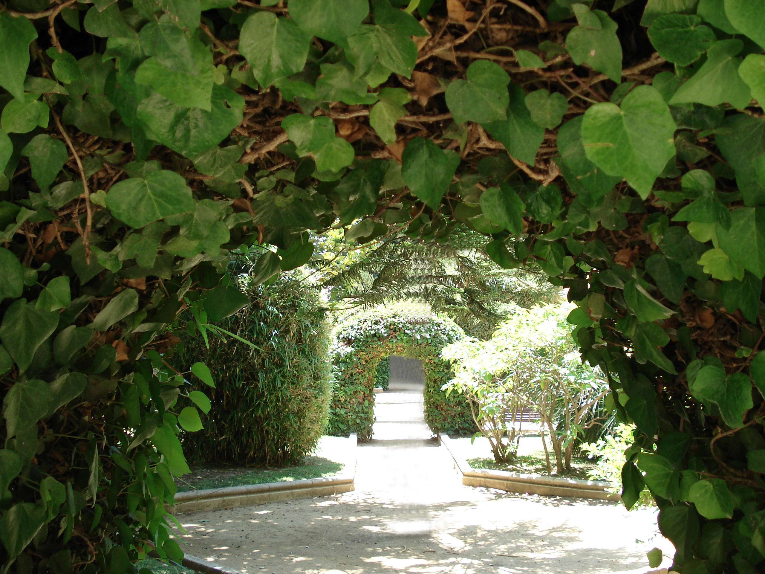 Шпалера в саду: Как вырастить деревья необычной формы