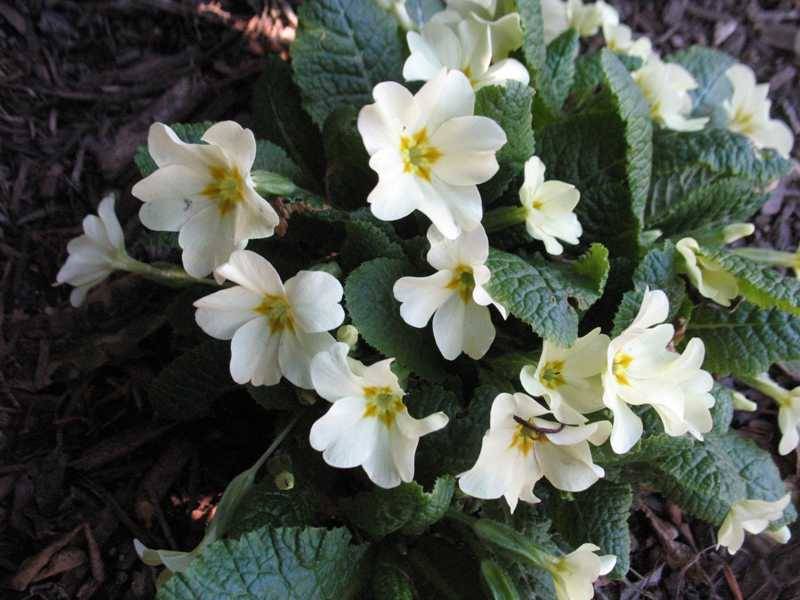 Растение месяца: Примула