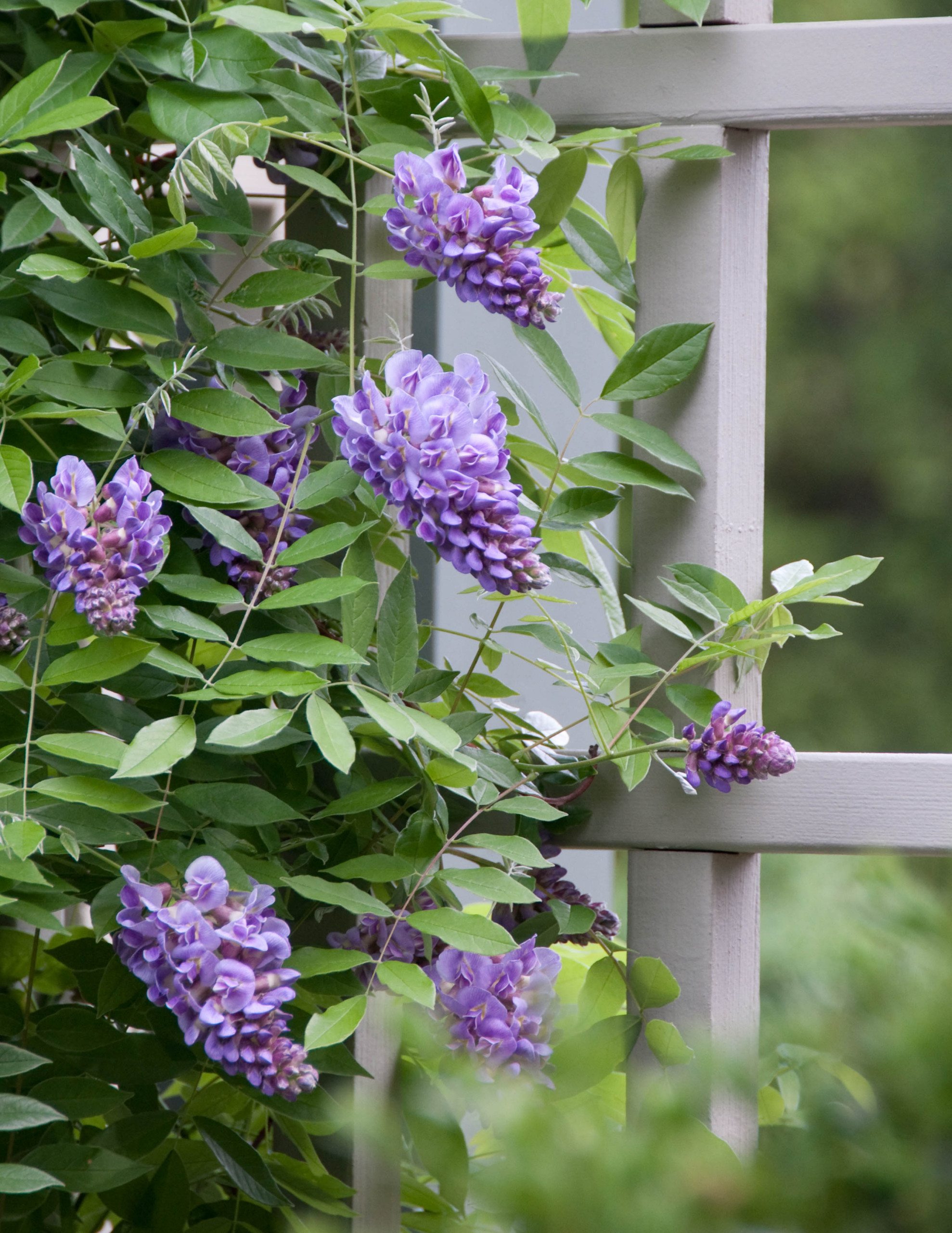 Одним цветом: Оформление участка в единой цветовой гамме