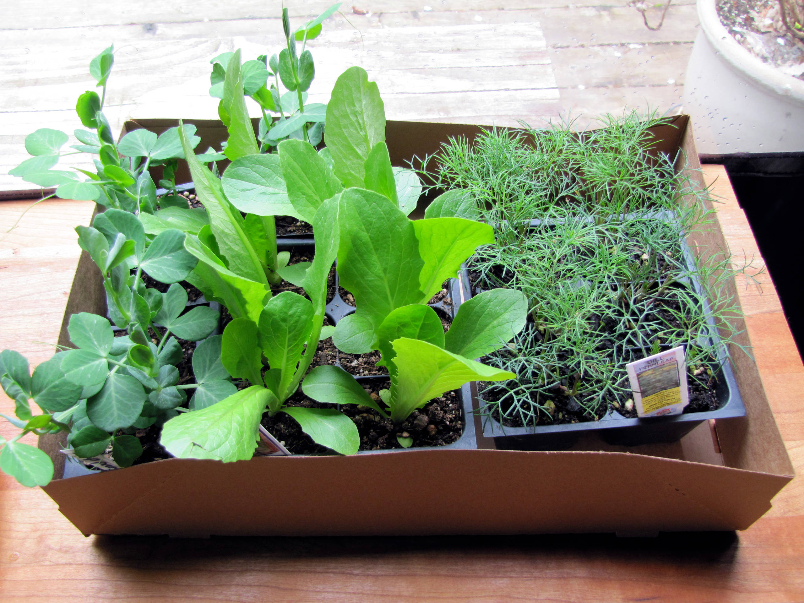 Всё о рассаде: 12 ответов на актуальные вопросы