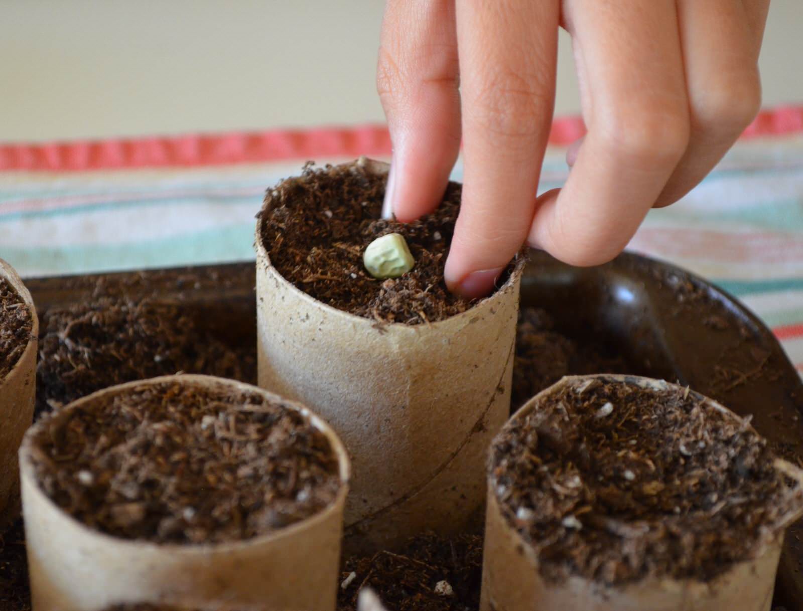 Всё о рассаде: 12 ответов на актуальные вопросы