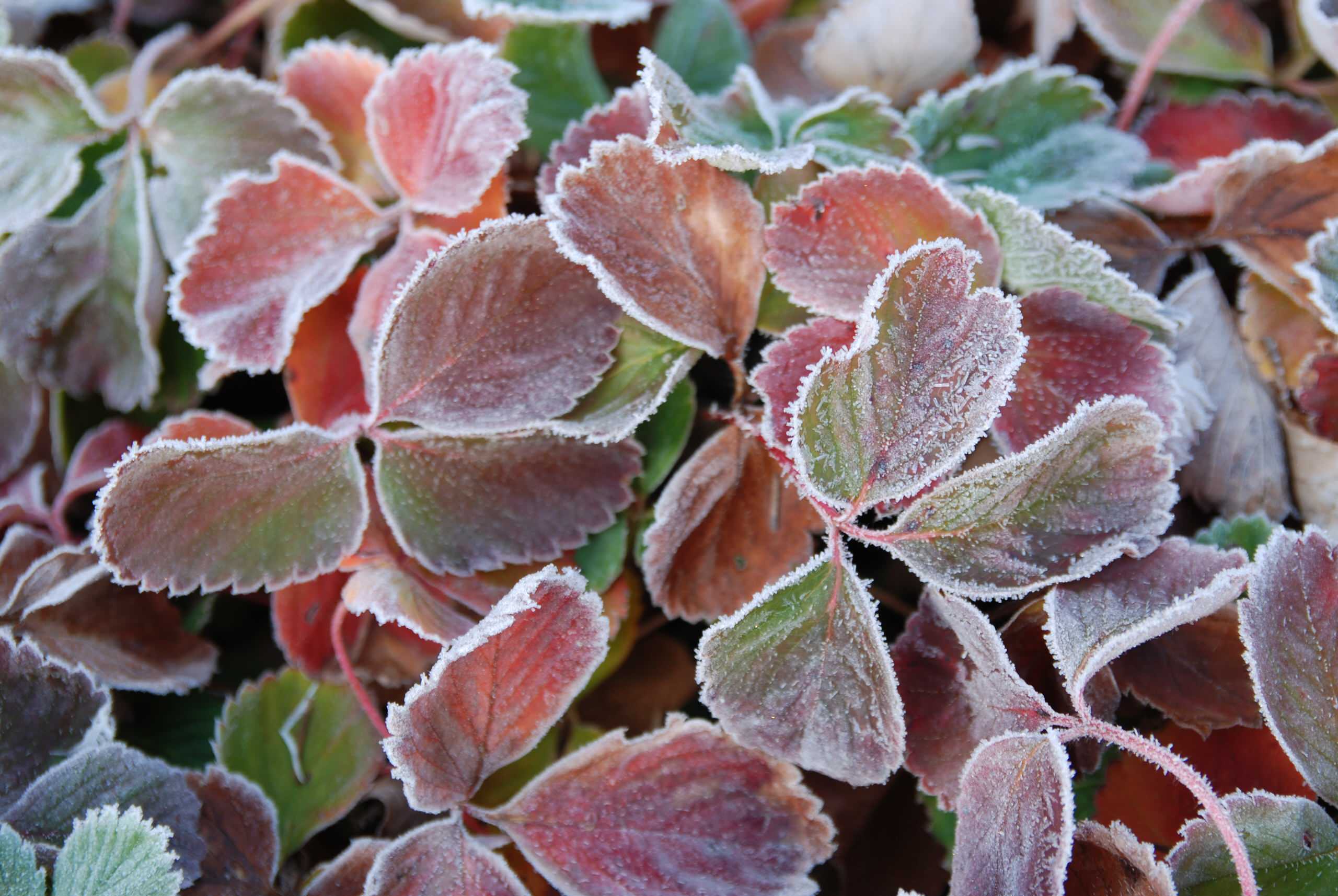 Весне дорогу: Садовый календарь на апрель