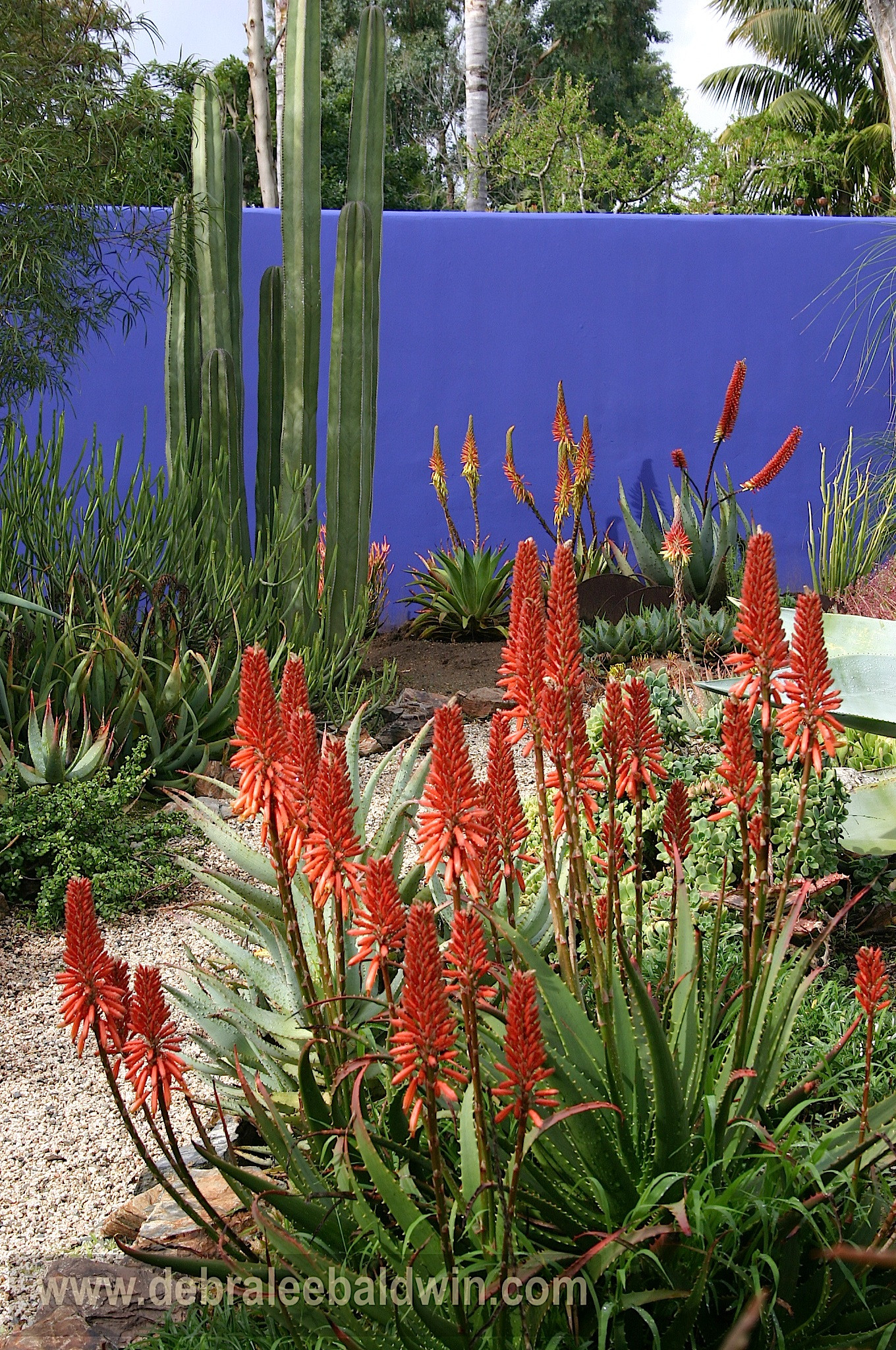 Солнцелюбивые растения для сада: 11 сценариев посадки