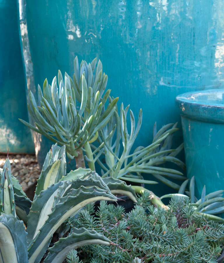 Блиц-озеленение: Как получить цветущий балкон за два дня