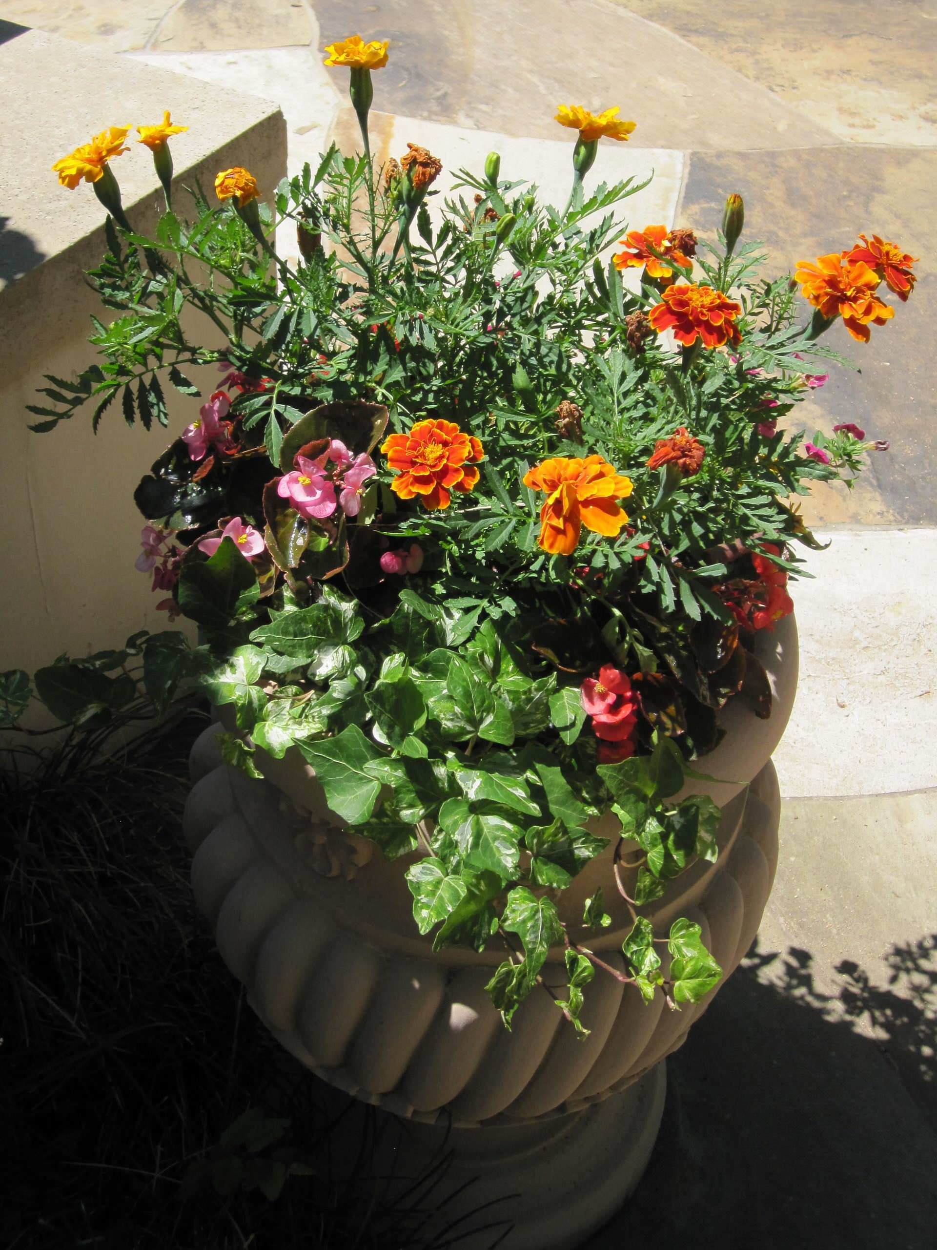 Блиц-озеленение: Как получить цветущий балкон за два дня