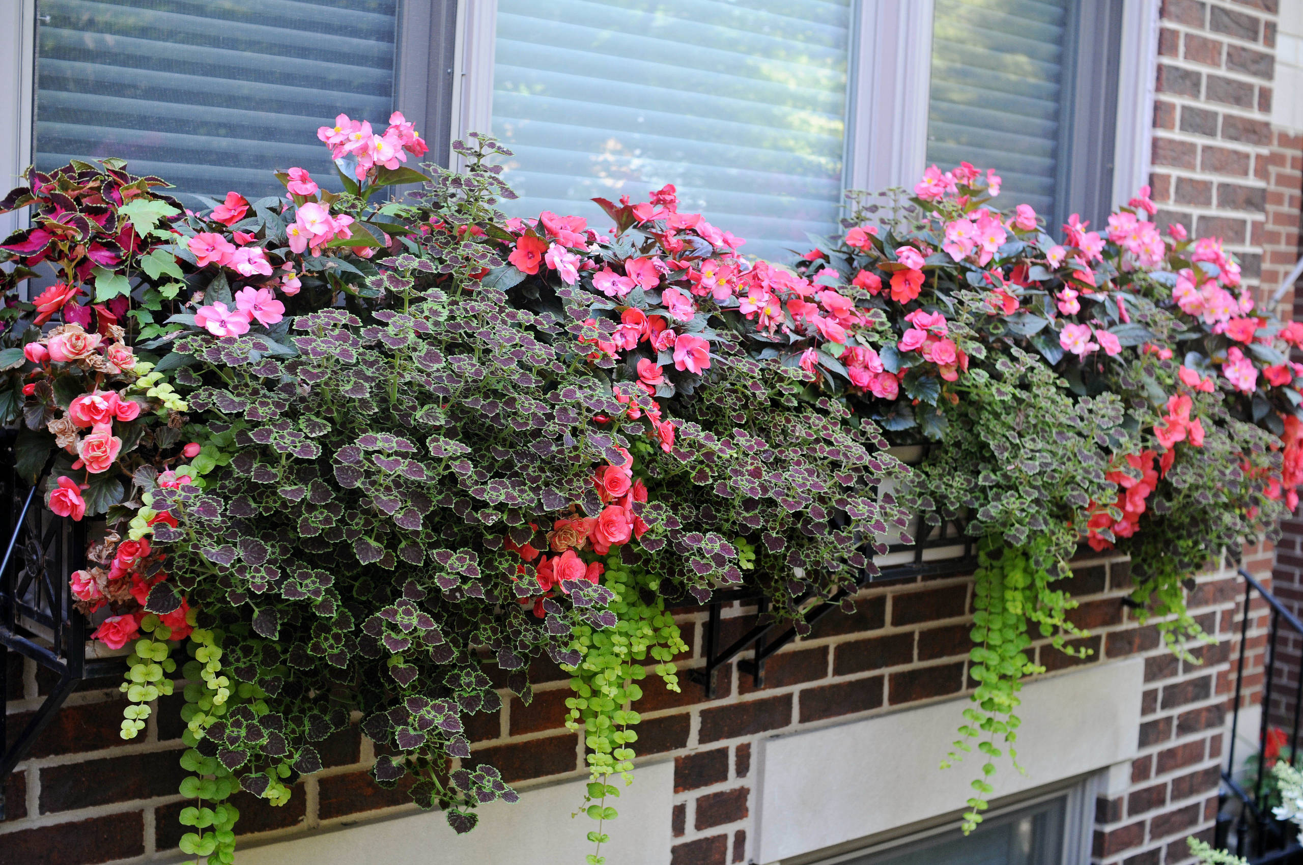 Как правильно: Сделать горшечный сад в середине лета