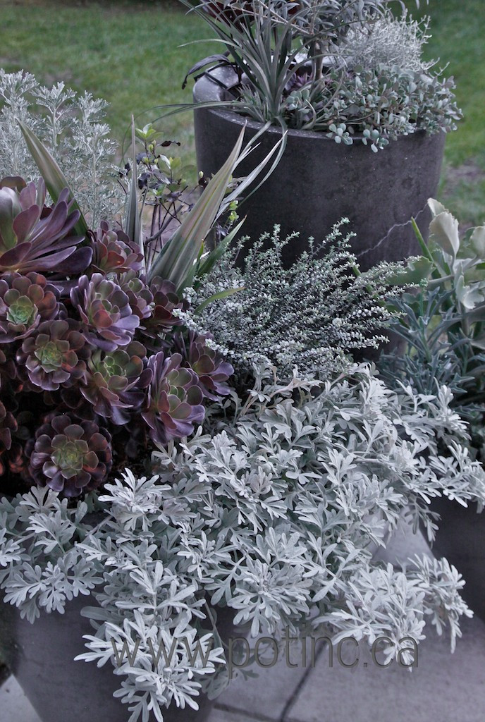 Растения: Выбираем декоративнолистные для сада